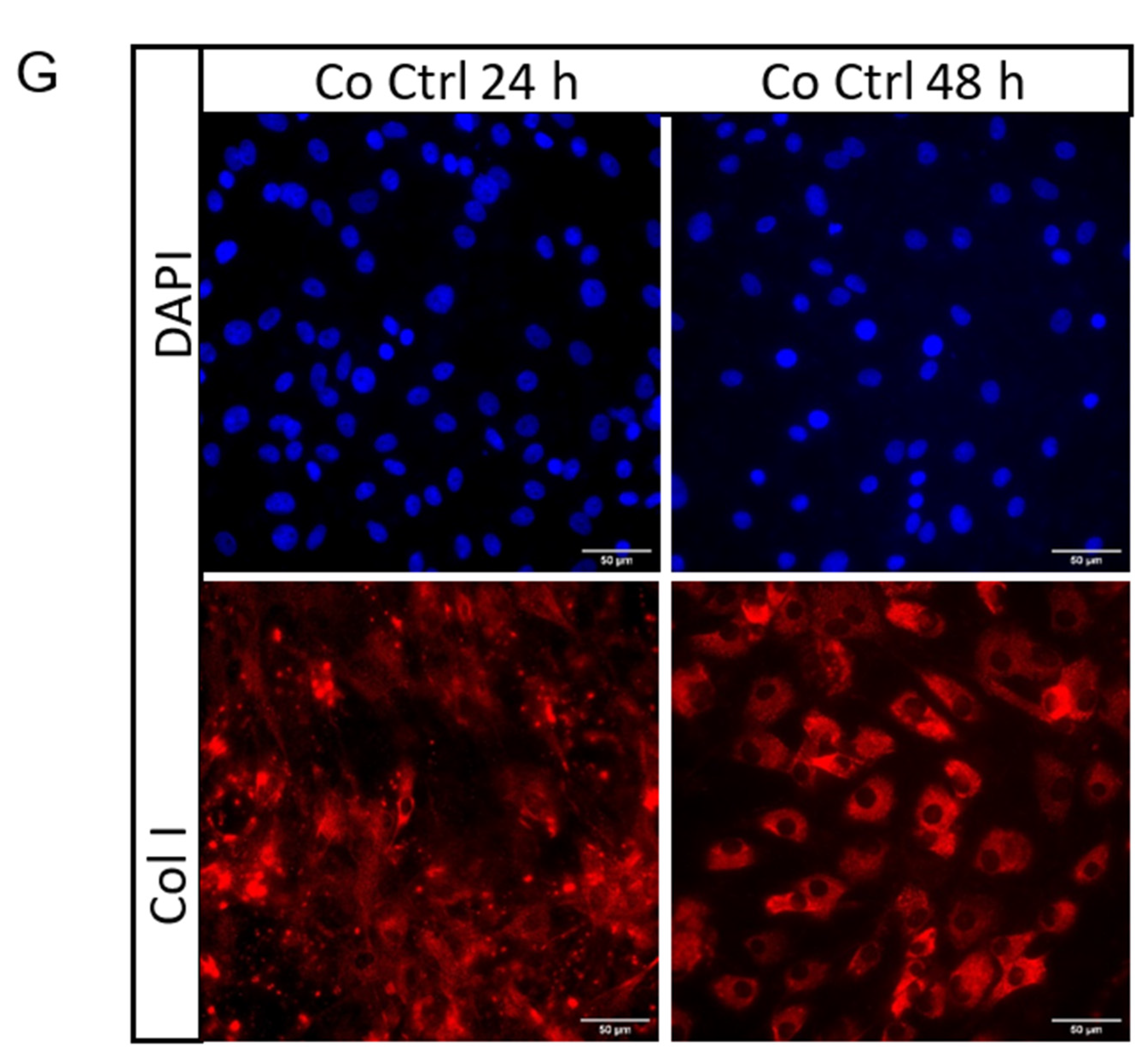 Ijms 22 13089 g003b Ijms 22 13089 g003b