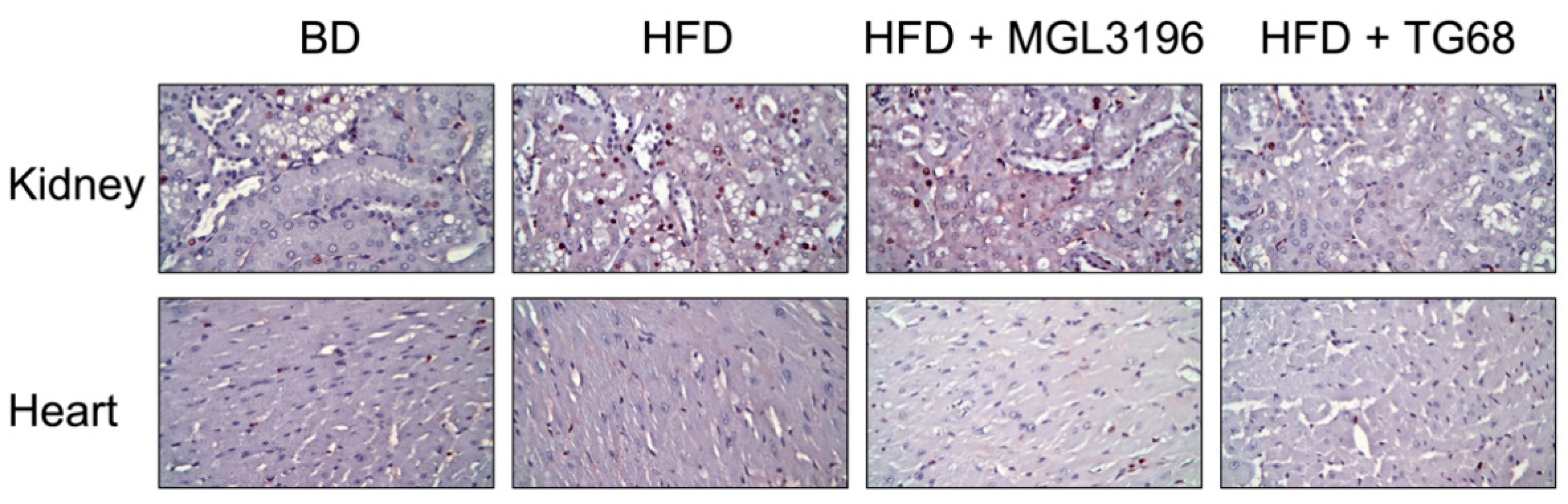 Ijms 22 13105 g007 550