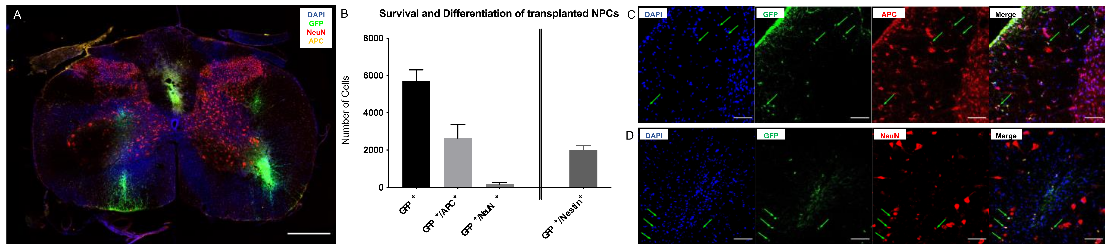 Ijms 22 13106 g001 Ijms 22 13106 g001