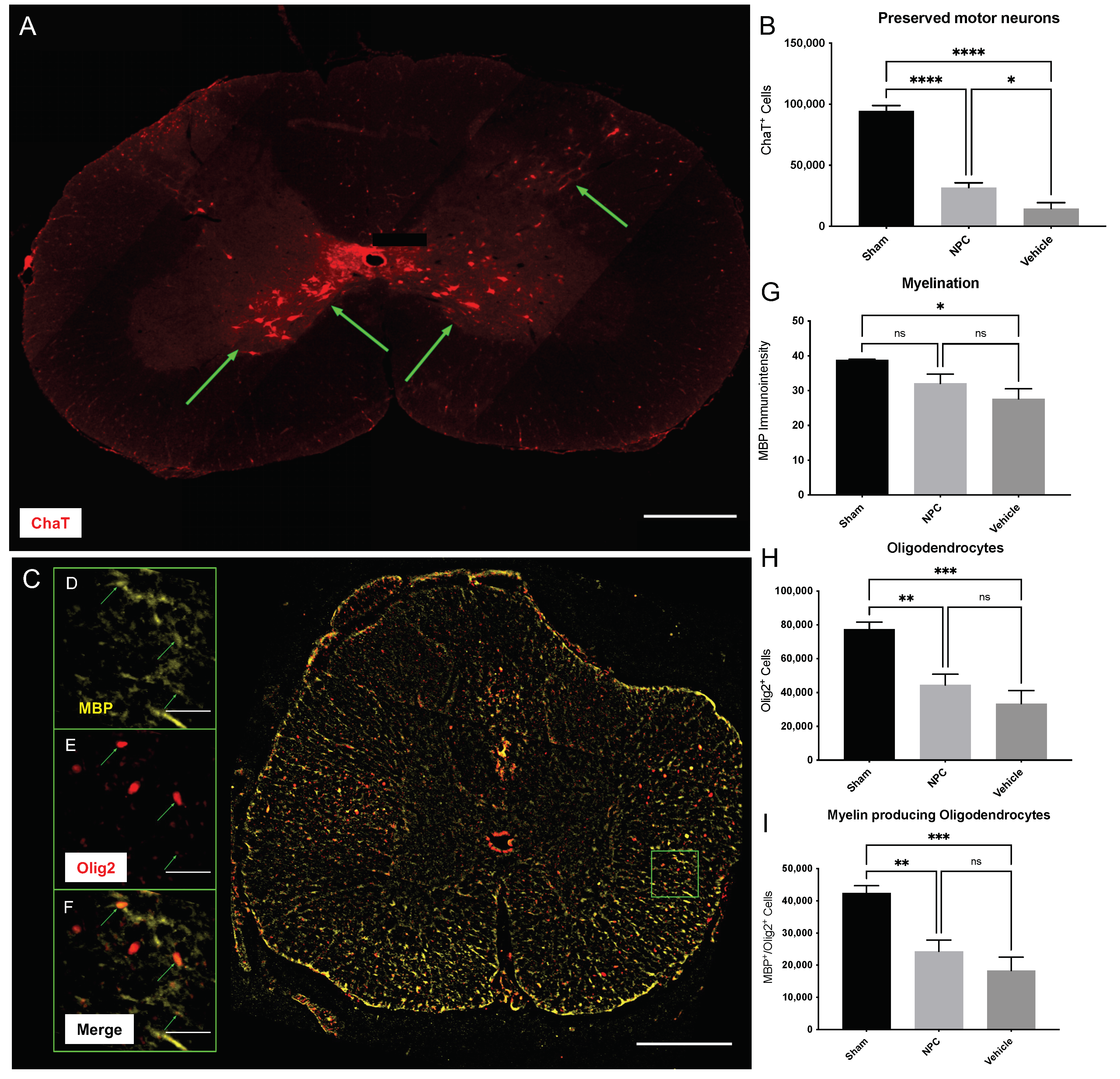 Ijms 22 13106 g002 Ijms 22 13106 g002