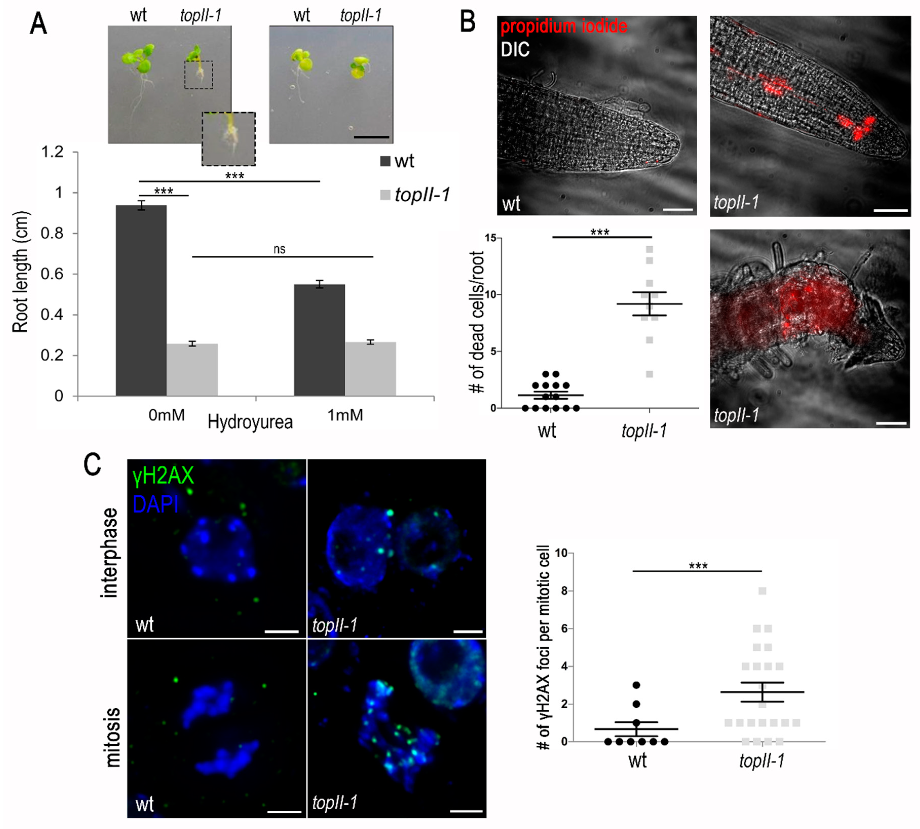 Ijms 22 13115 g001 Ijms 22 13115 g001