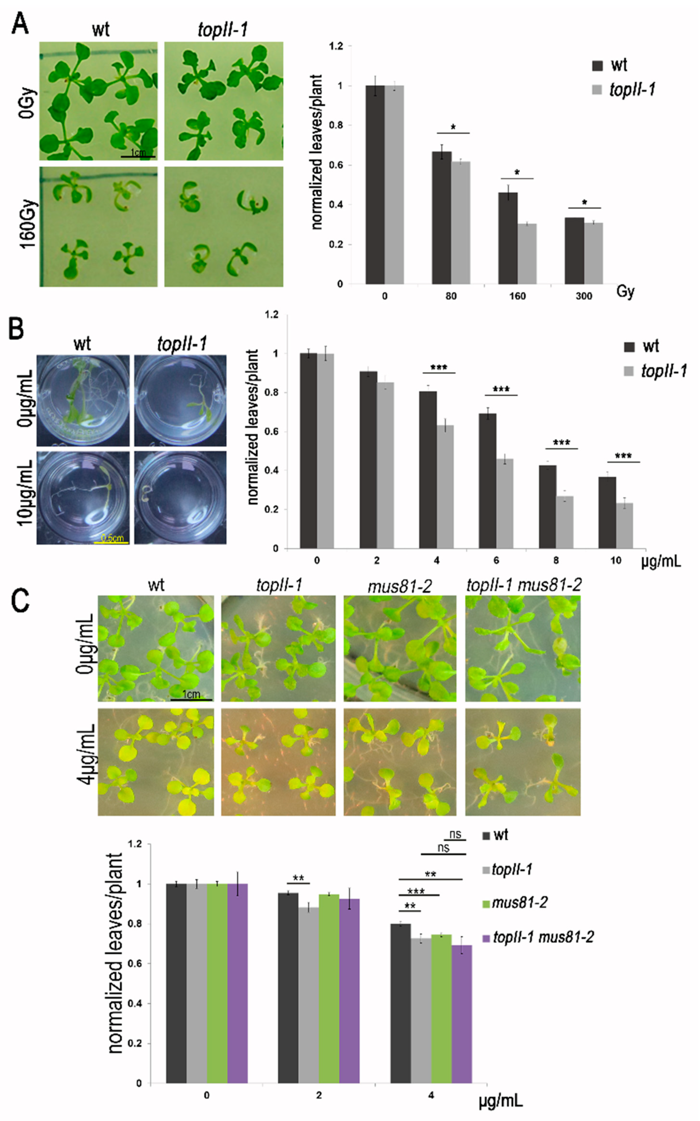Ijms 22 13115 g002 Ijms 22 13115 g002
