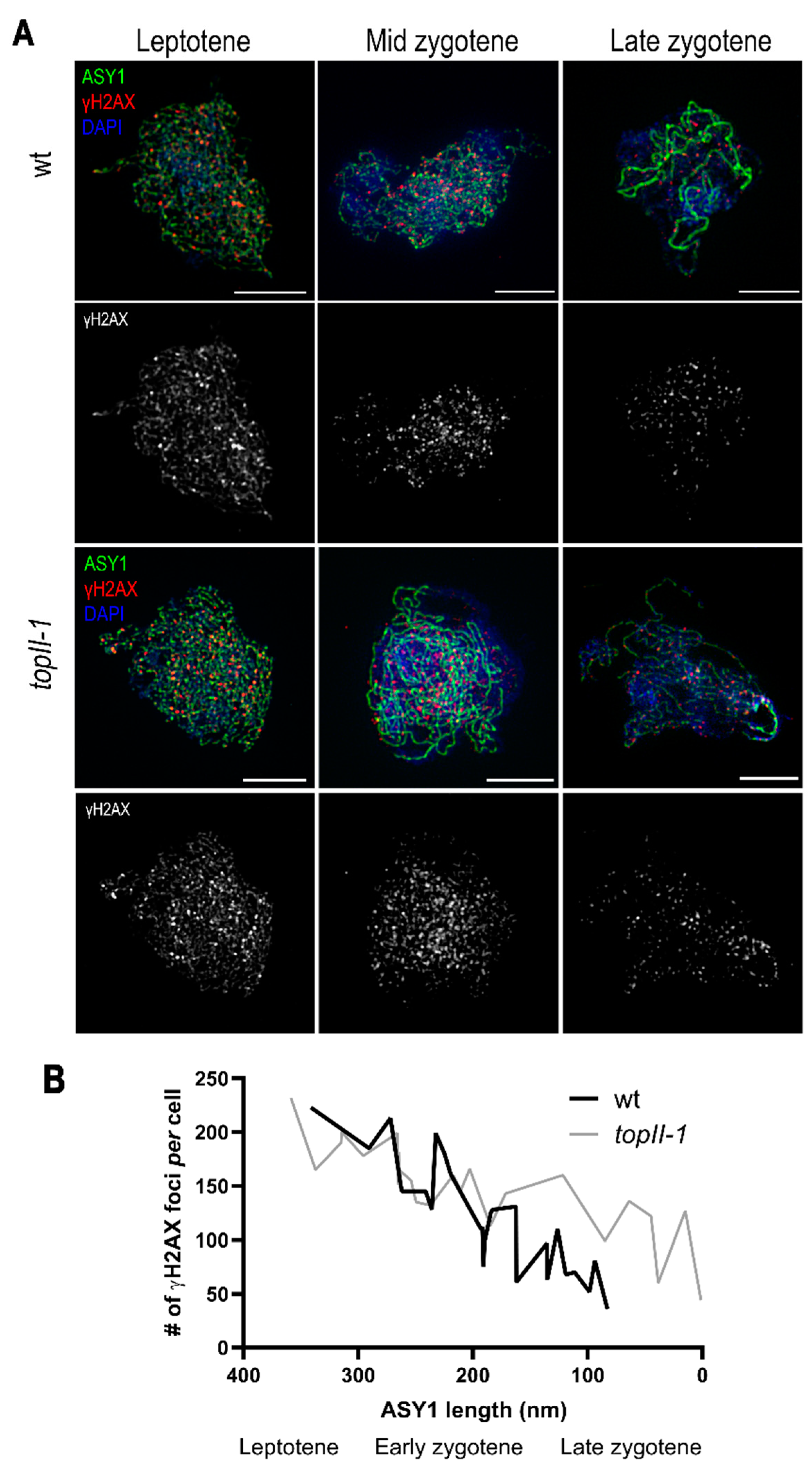 Ijms 22 13115 g003 Ijms 22 13115 g003