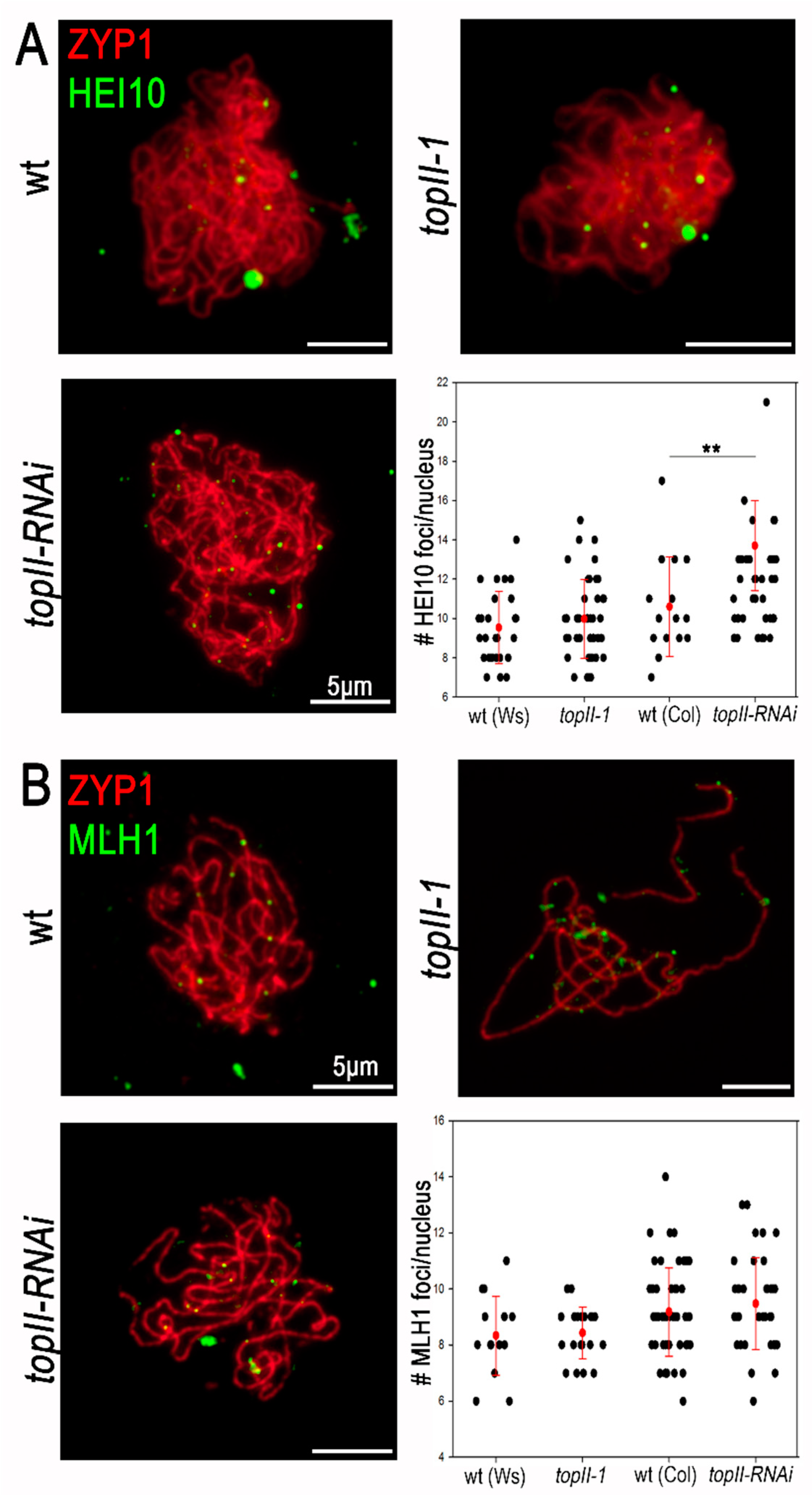 Ijms 22 13115 g004 Ijms 22 13115 g004