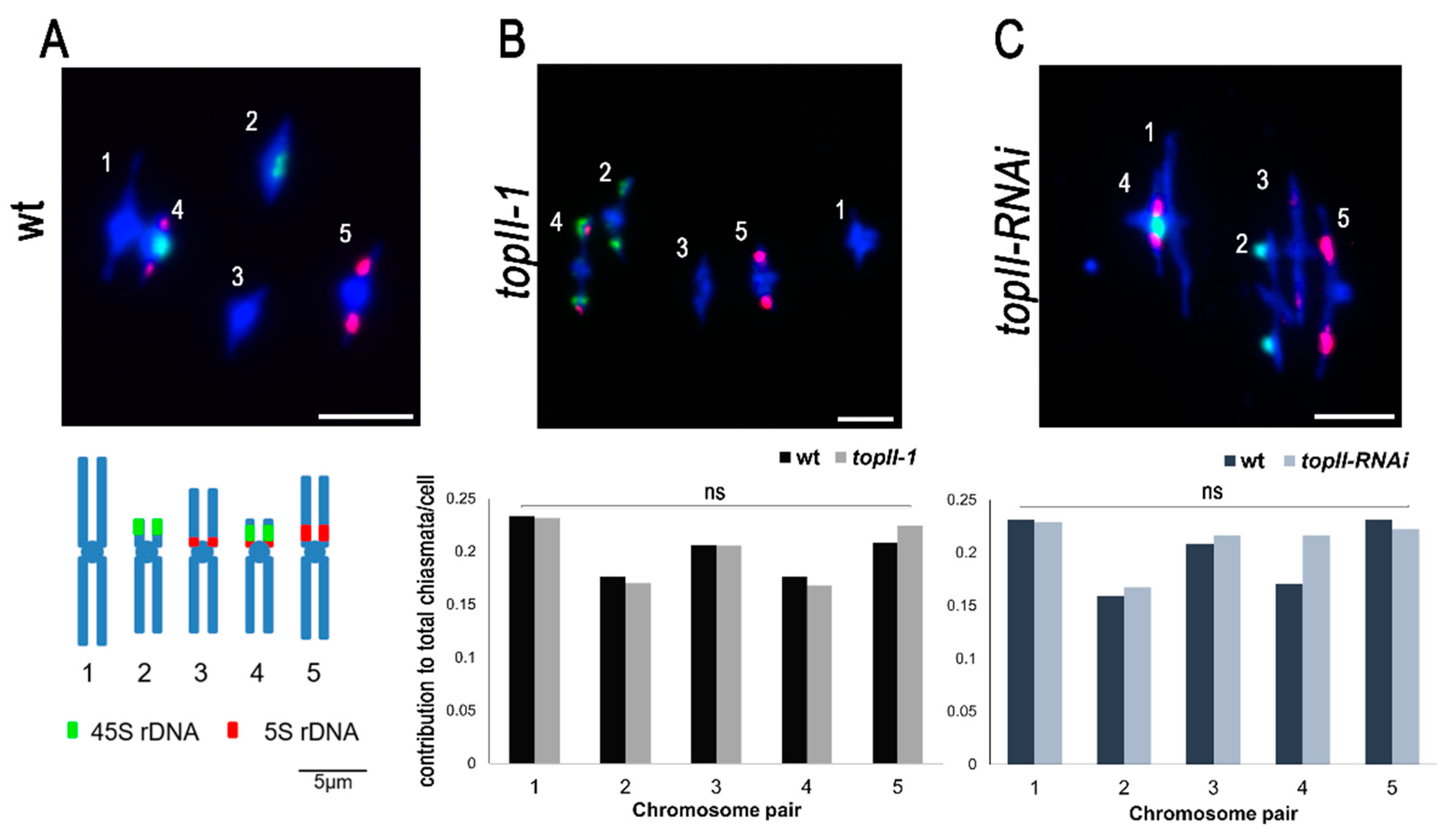 Ijms 22 13115 g005 Ijms 22 13115 g005