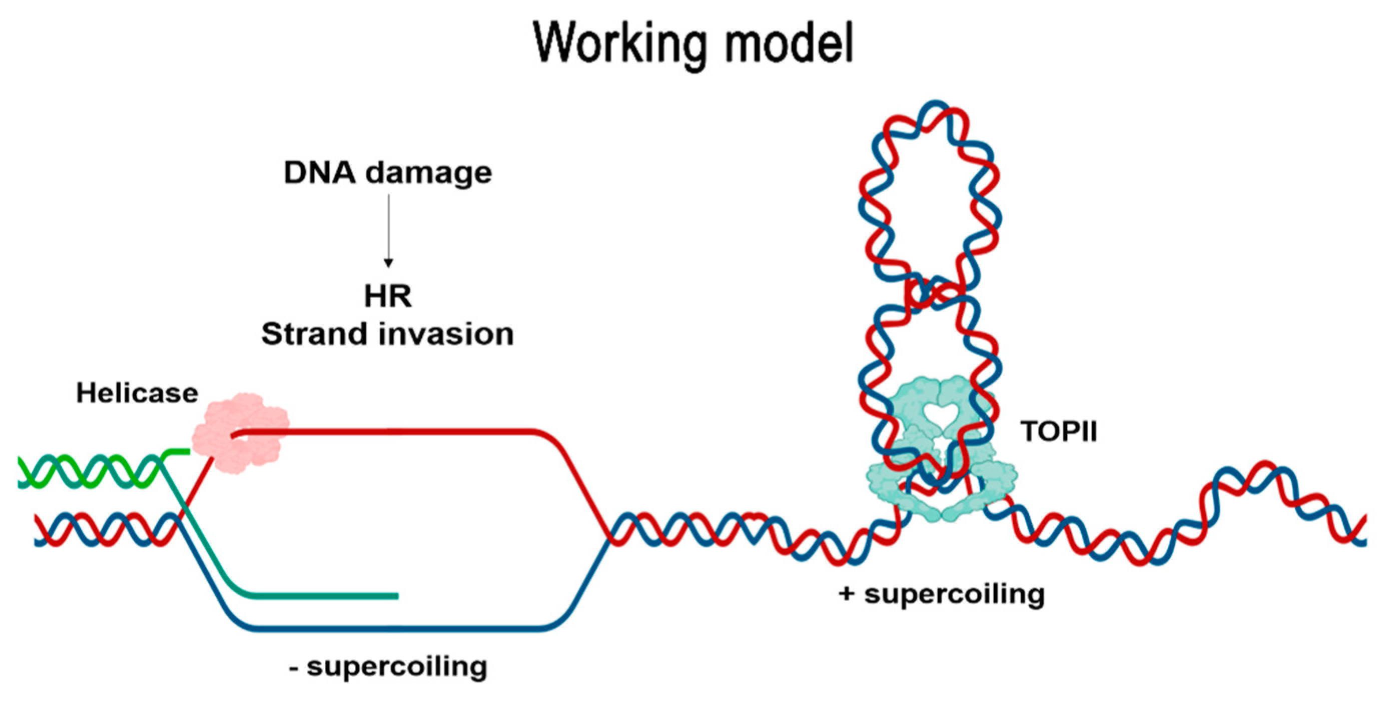 Ijms 22 13115 g006 Ijms 22 13115 g006