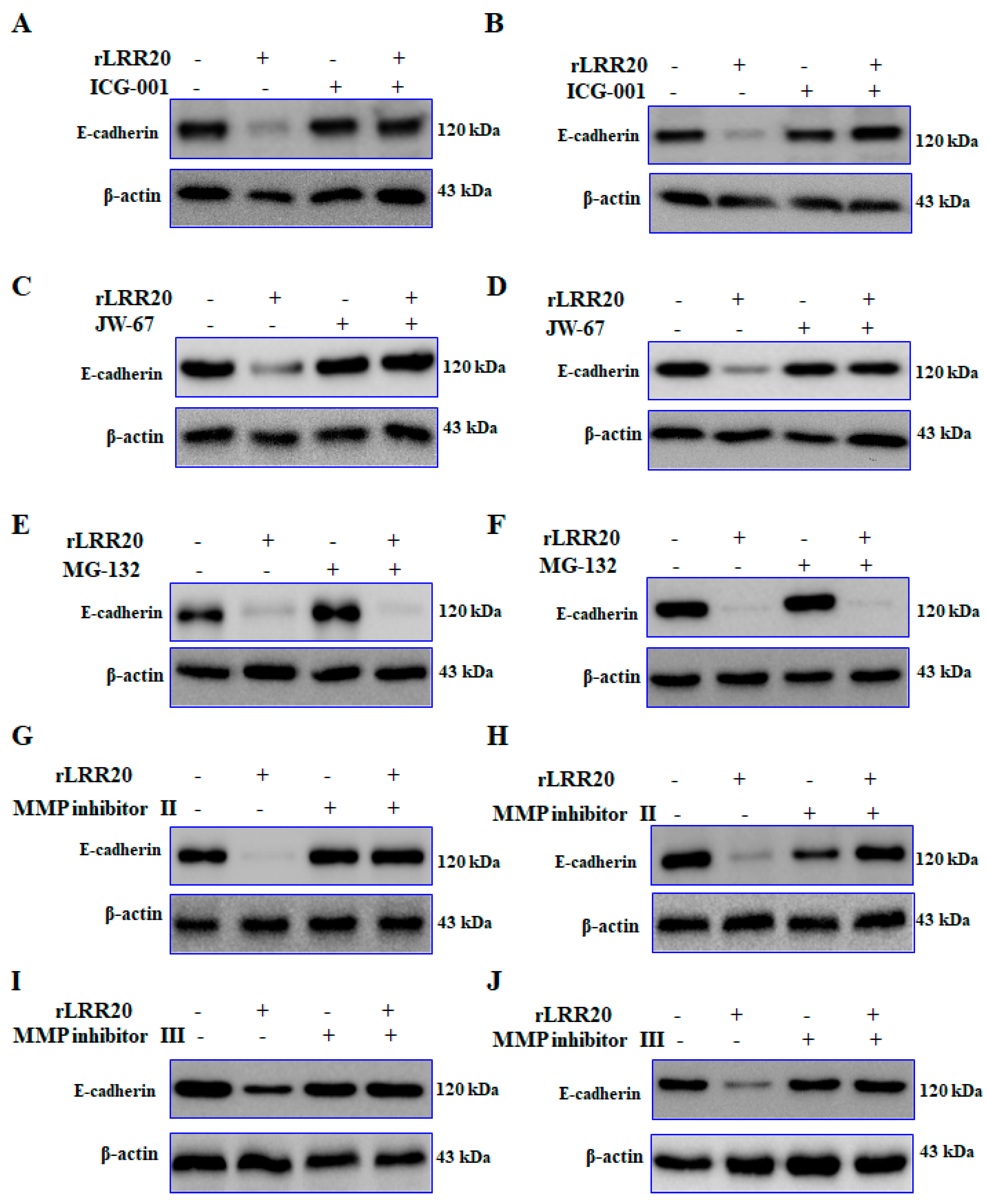 Ijms 22 13132 g006 550