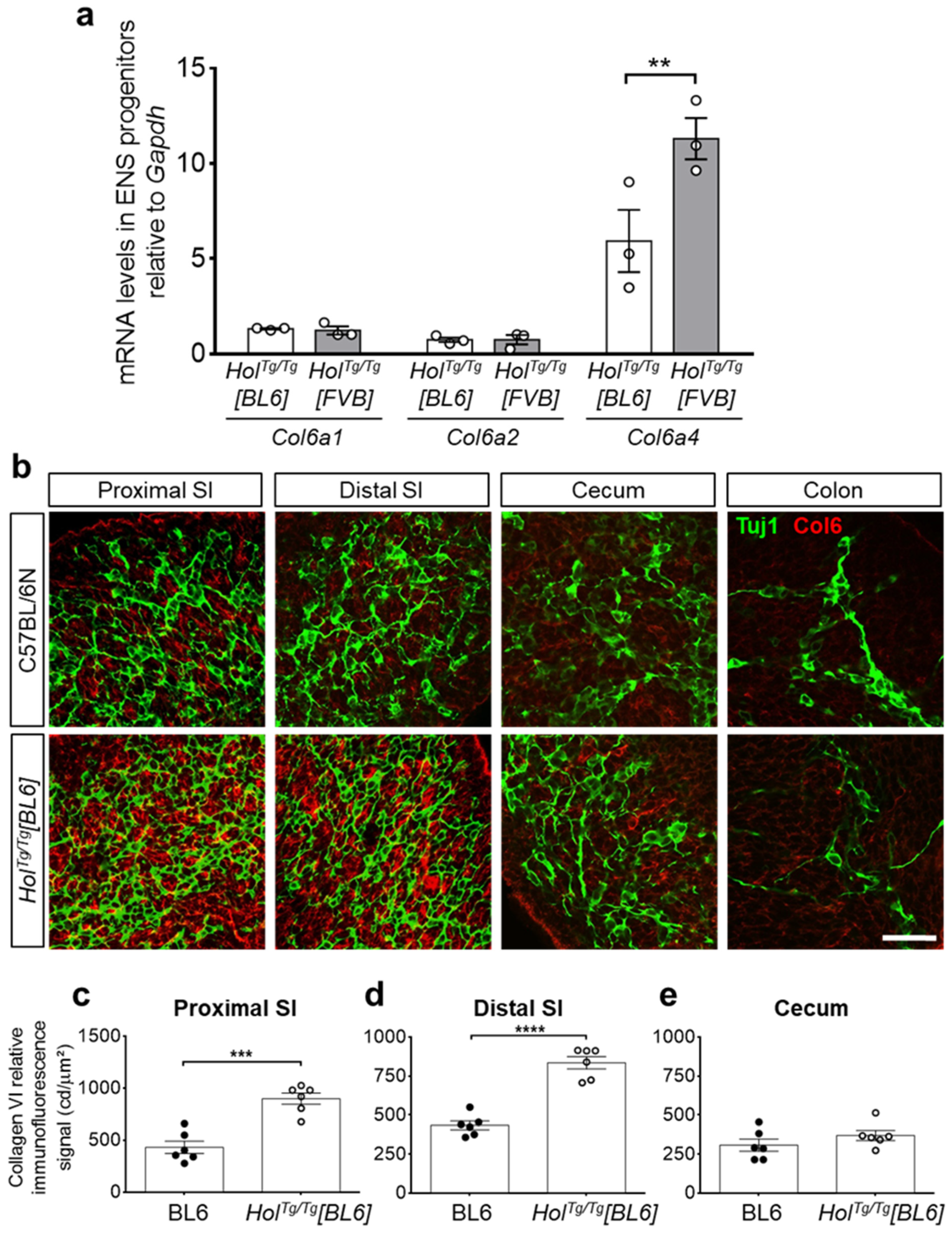 Ijms 22 13140 g004 550