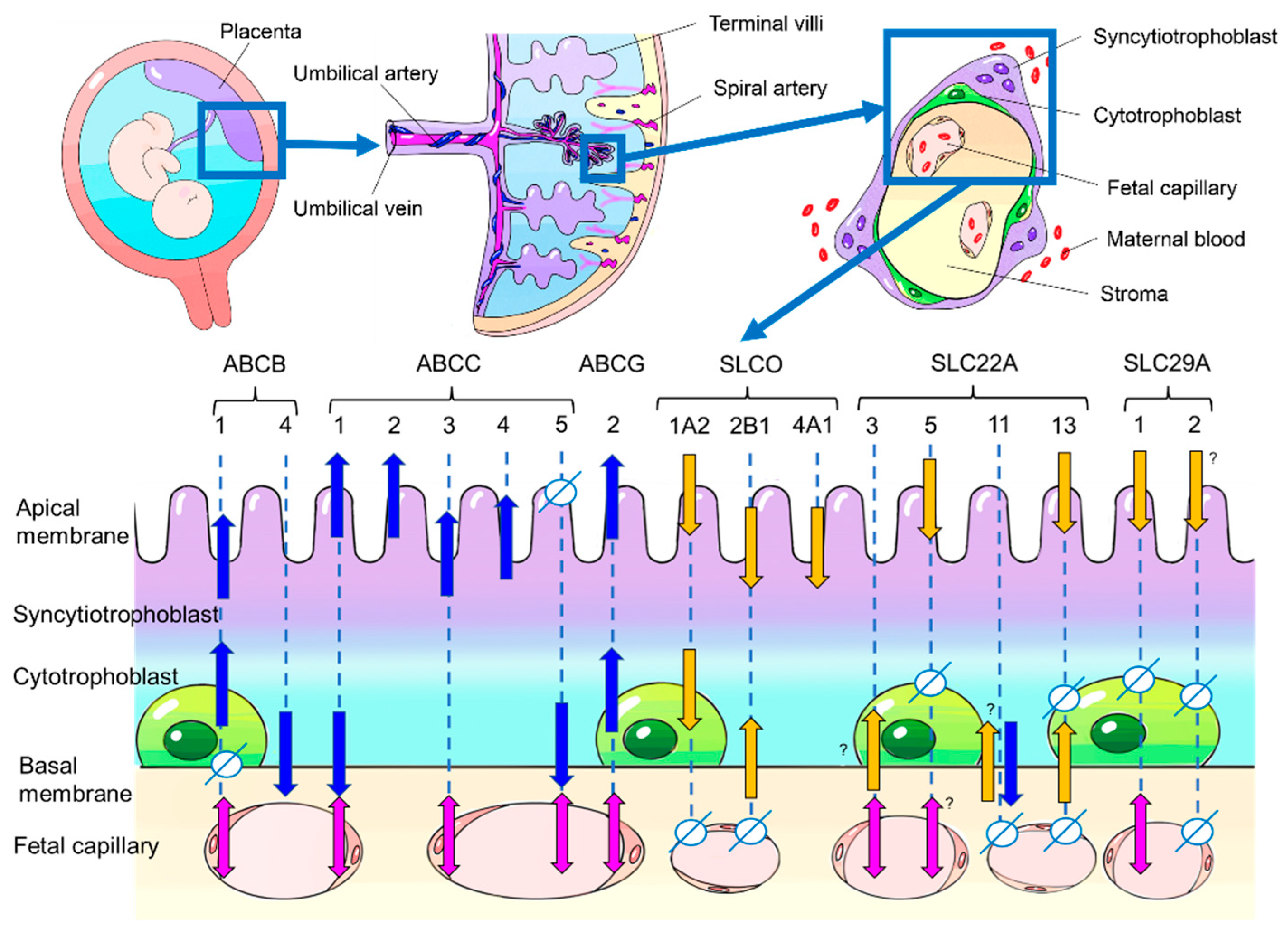 Ijms 22 13149 g001 Ijms 22 13149 g001