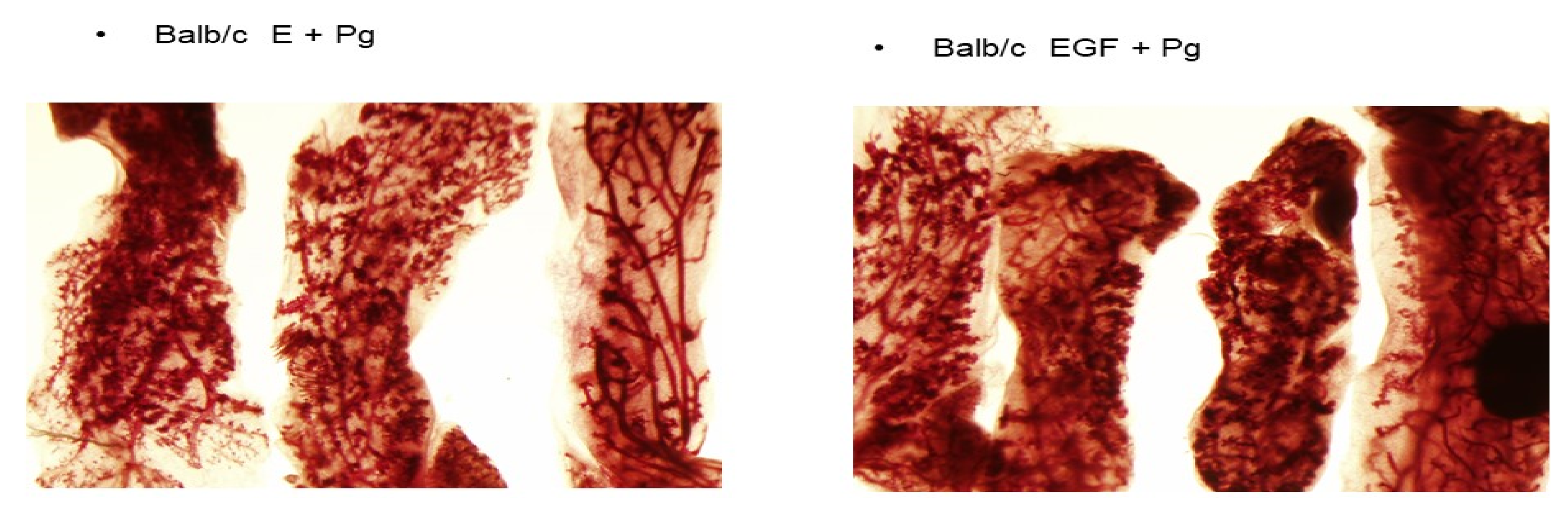 Ijms 22 13151 g001 Ijms 22 13151 g001