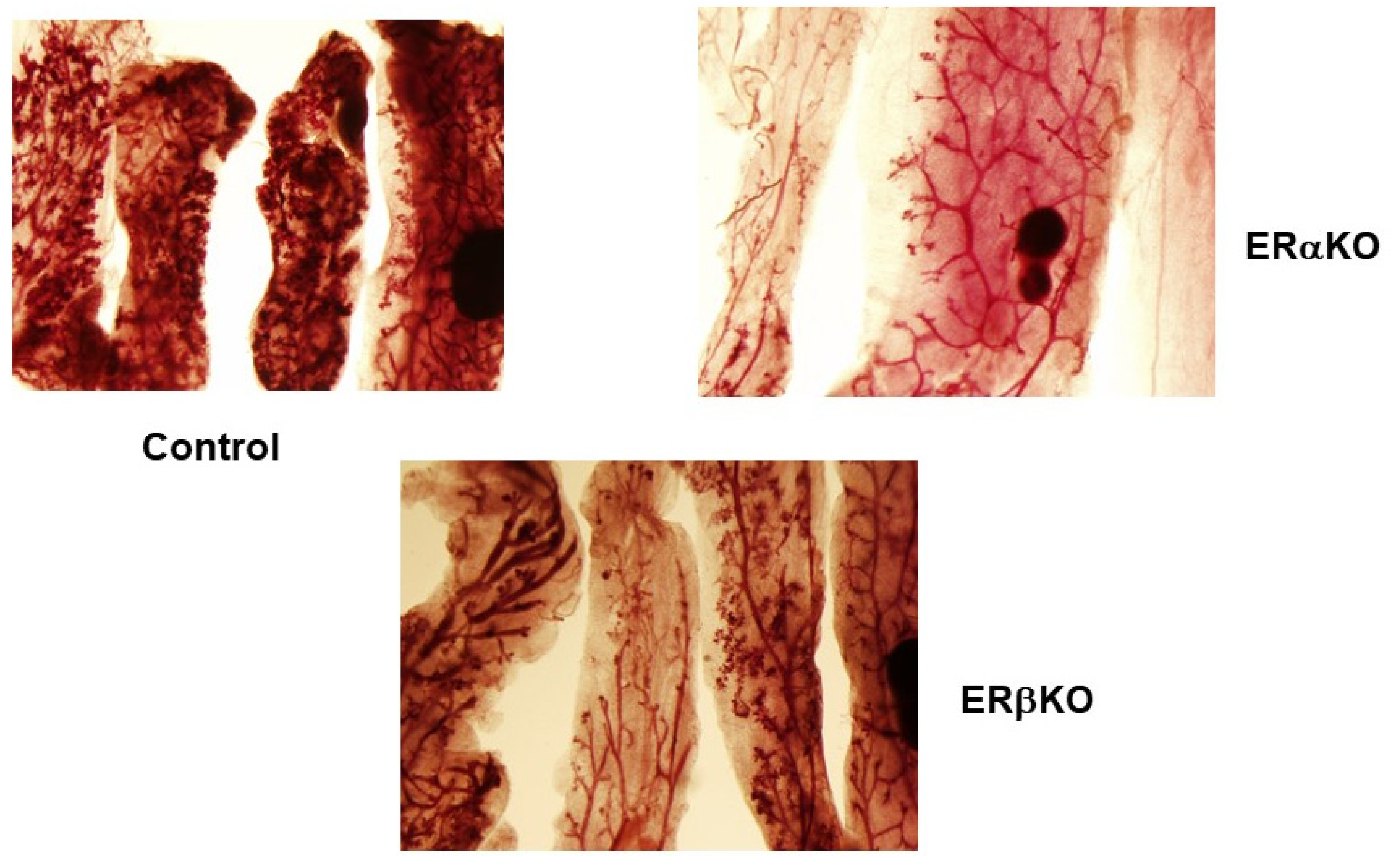 Ijms 22 13151 g002 Ijms 22 13151 g002