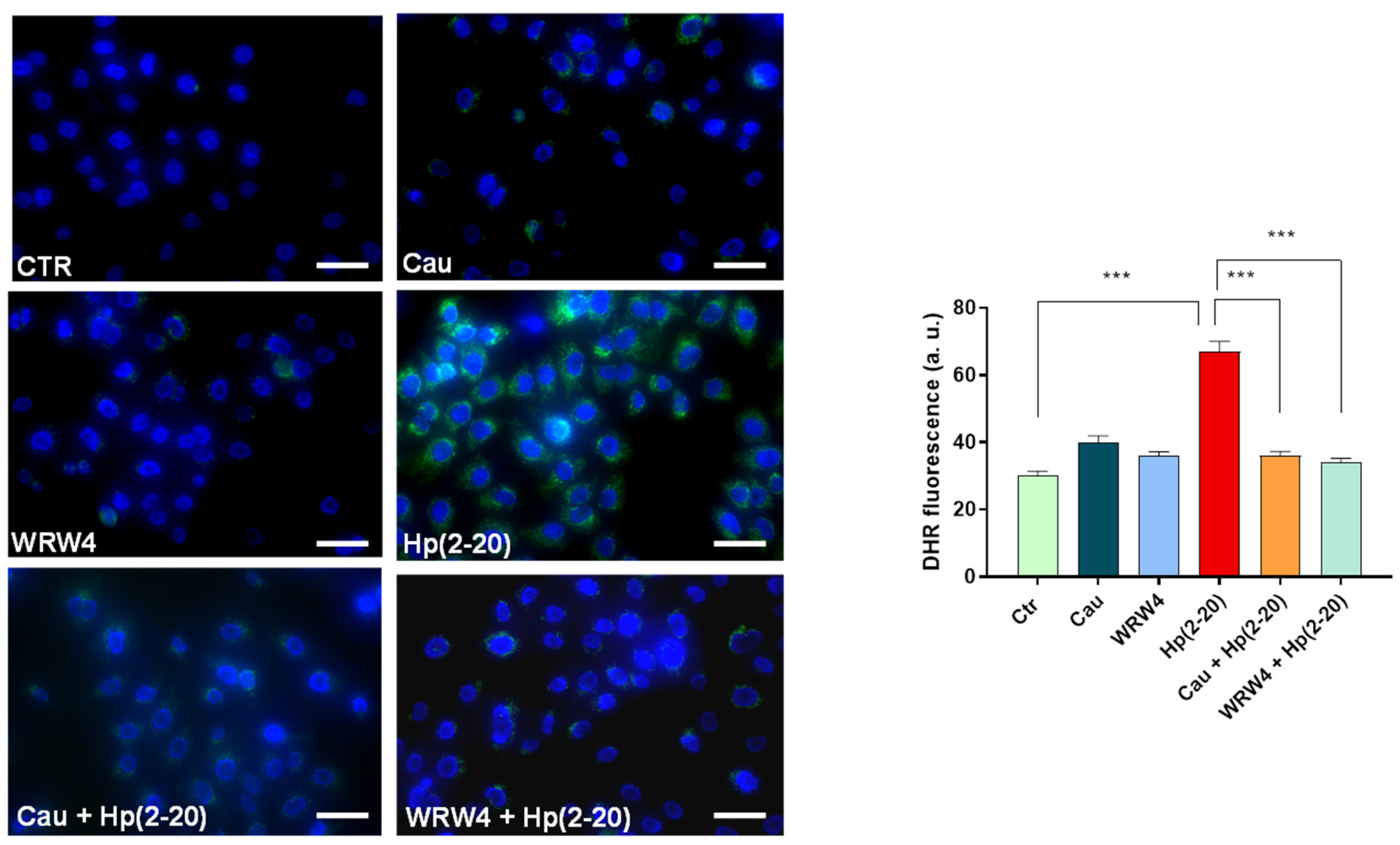 Ijms 22 13154 g005 550