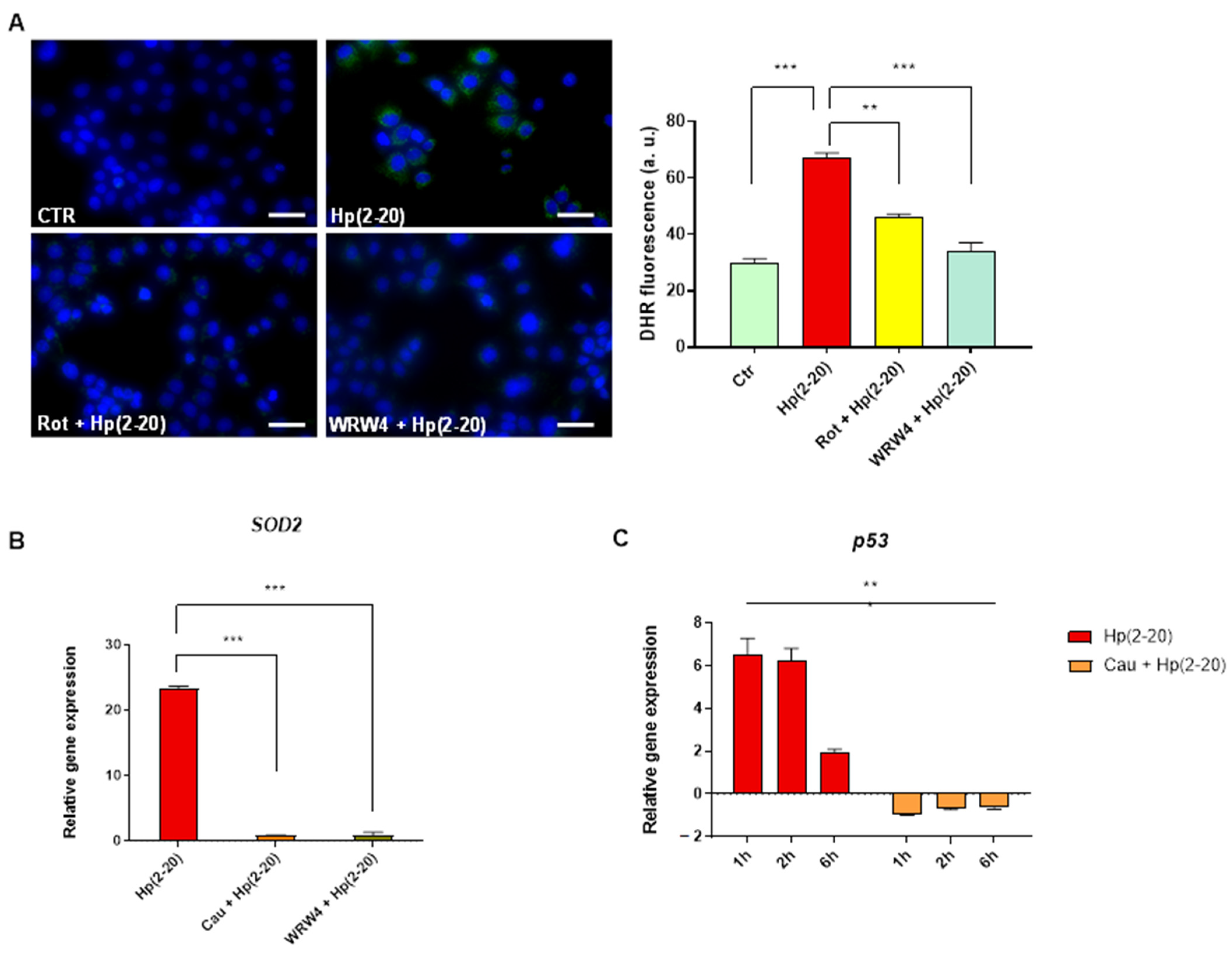 Ijms 22 13154 g006 550
