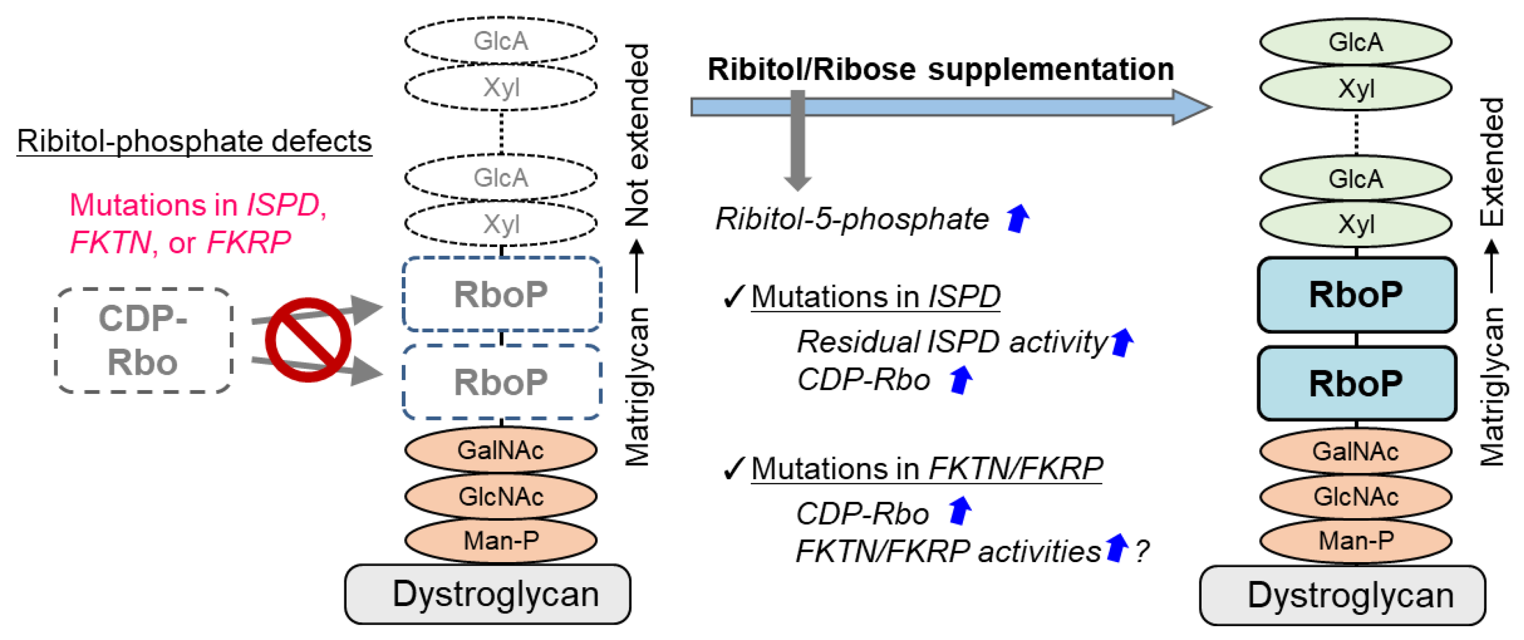 Ijms 22 13162 g002 Ijms 22 13162 g002
