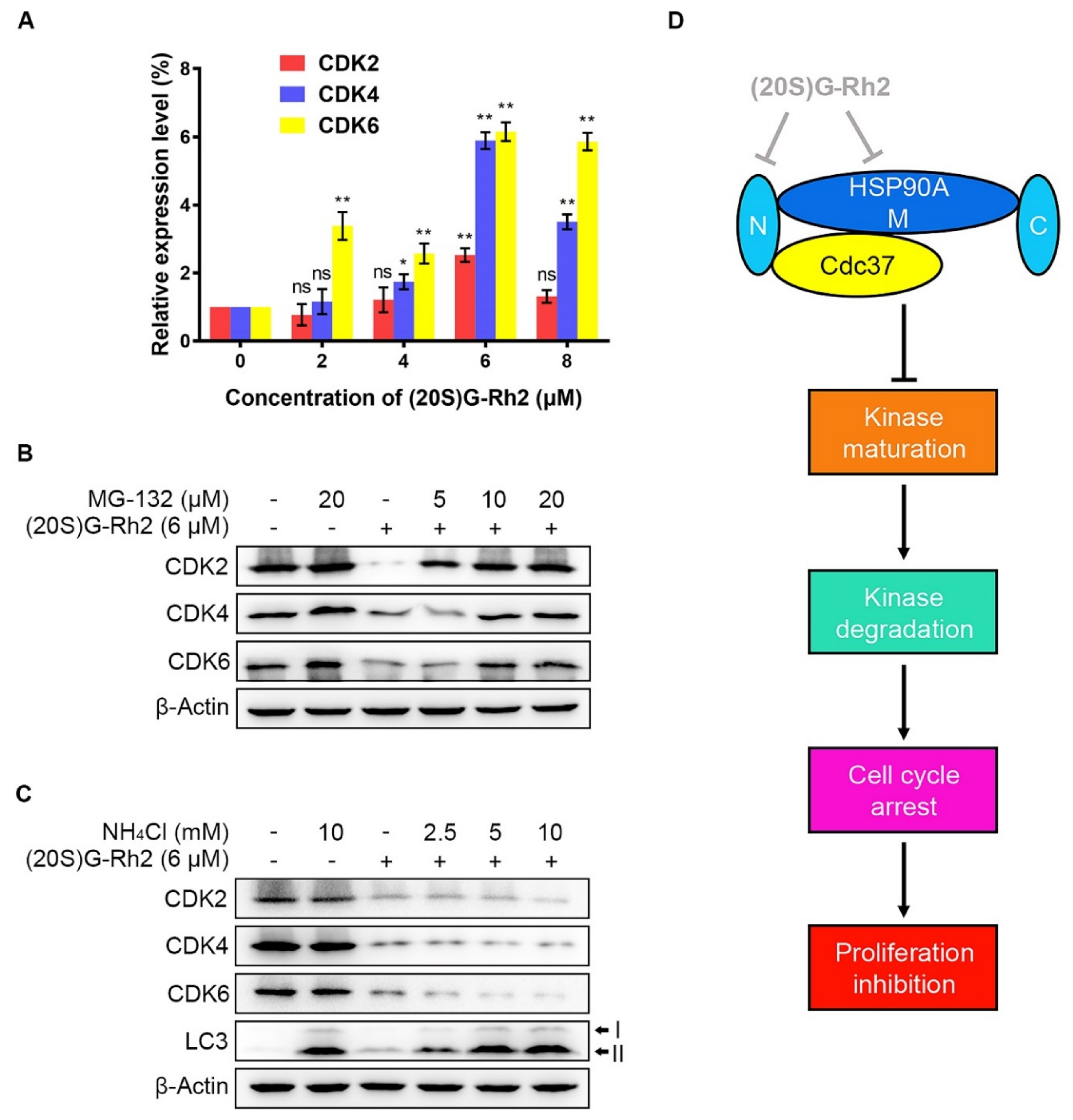 Ijms 22 13170 g005 550