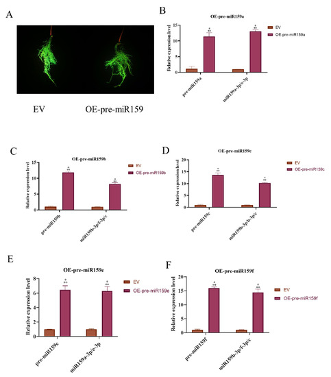 Soybean miR159-GmMYB33 Regulatory Network Involved in