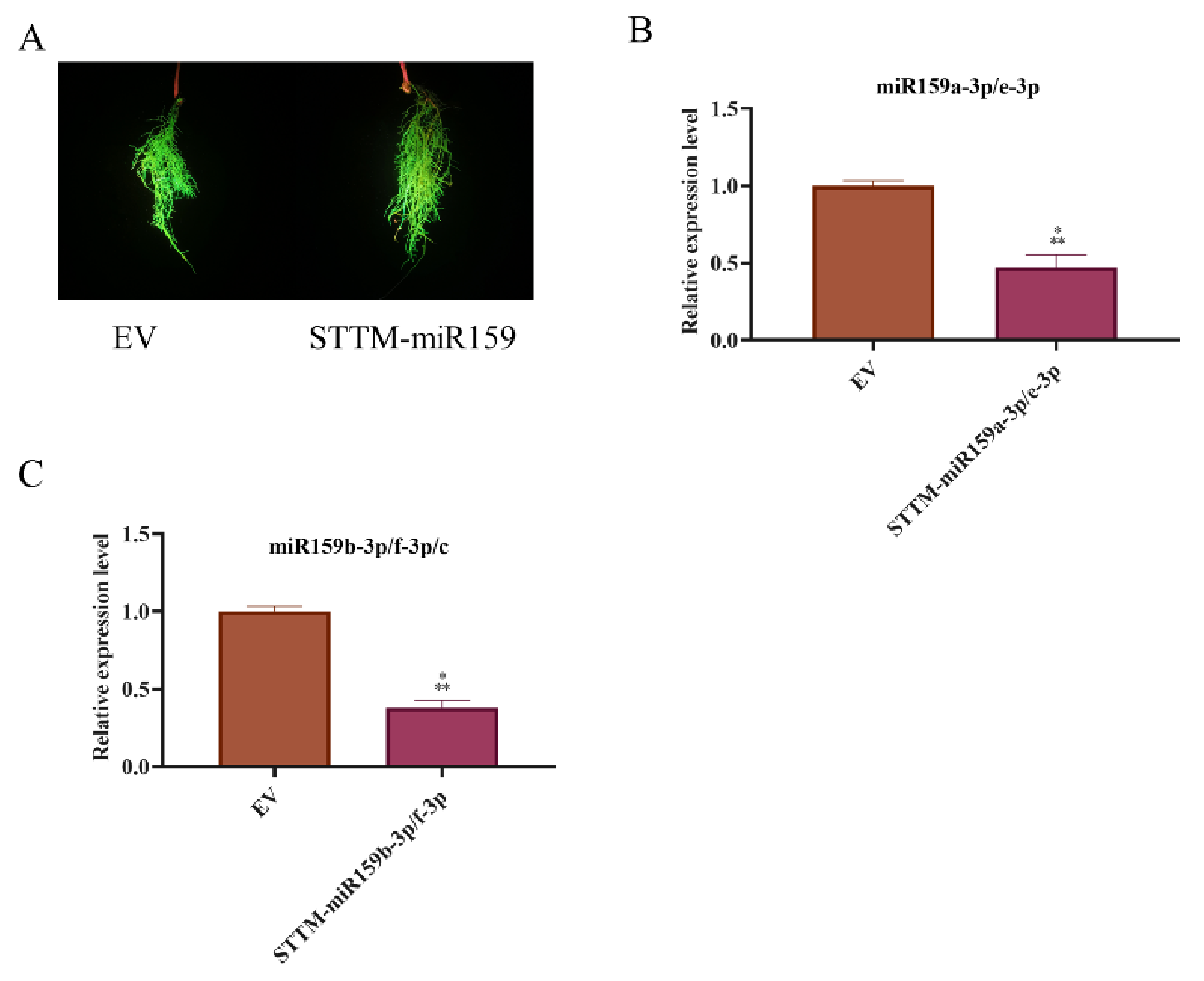 Ijms 22 13172 g005 550