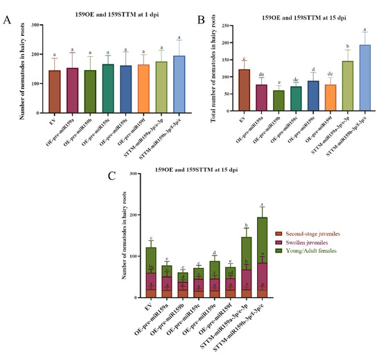 Soybean miR159-GmMYB33 Regulatory Network Involved in
