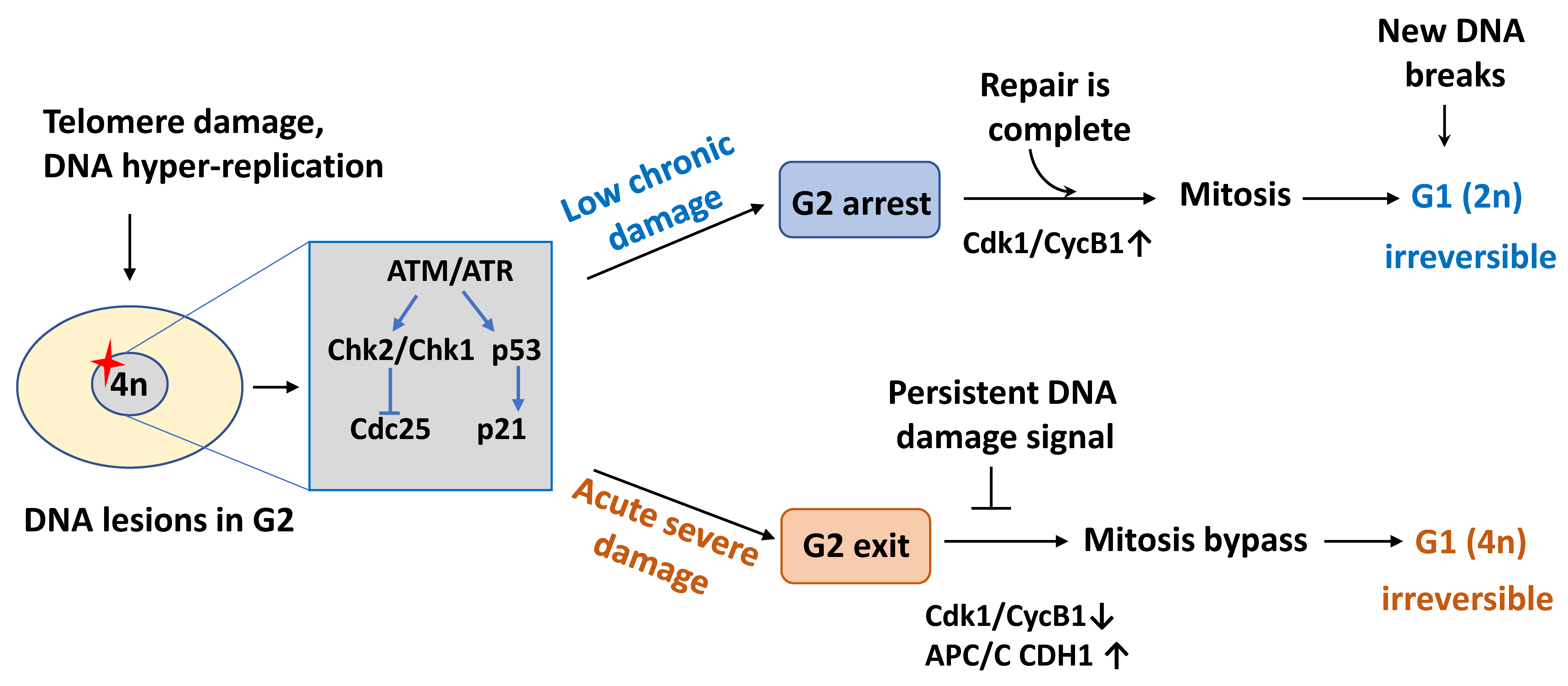 Mechanisms and Regulation of Cellular Senescence Biology Diagrams
