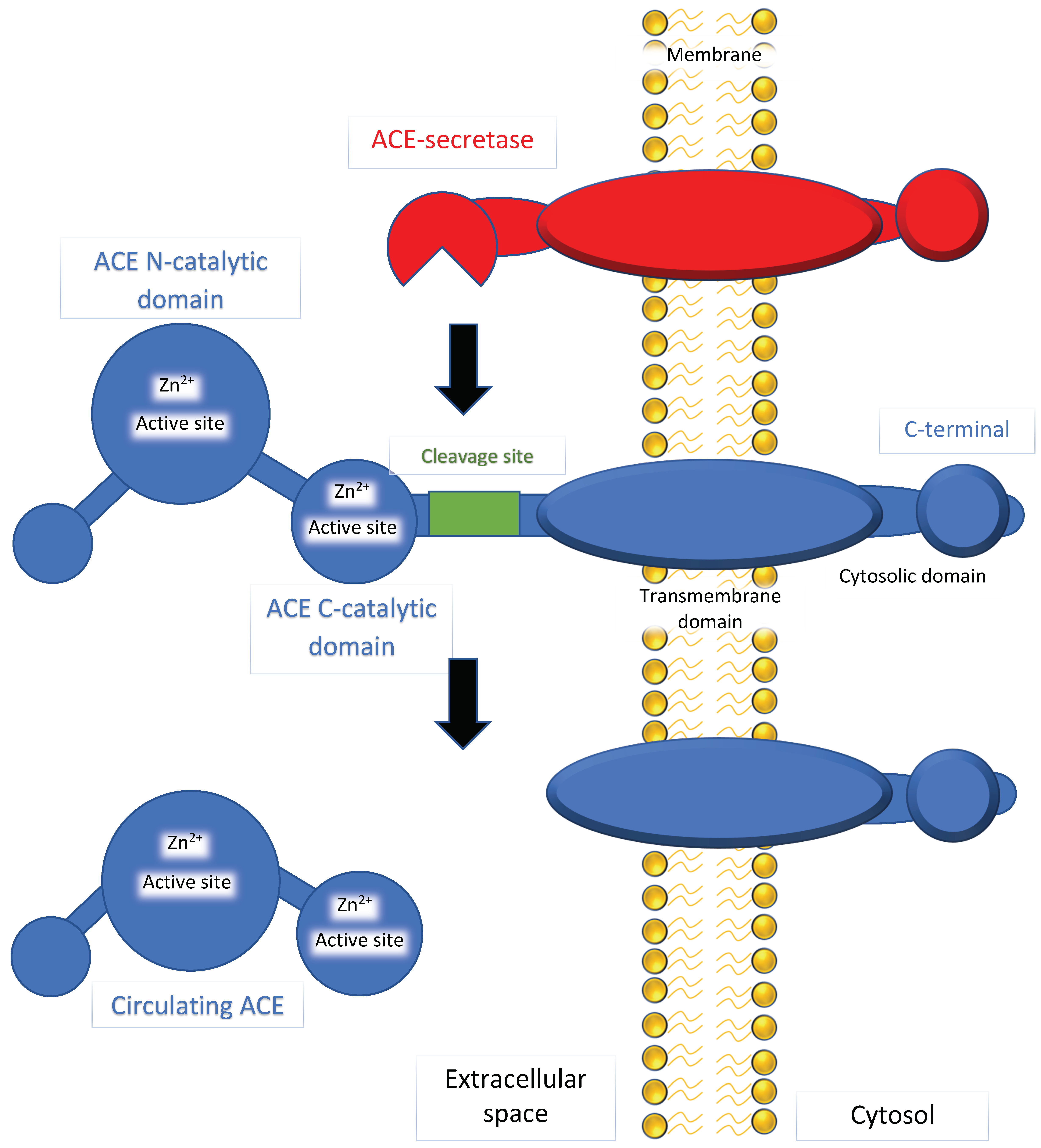 Ijms 22 13178 g001 Ijms 22 13178 g001