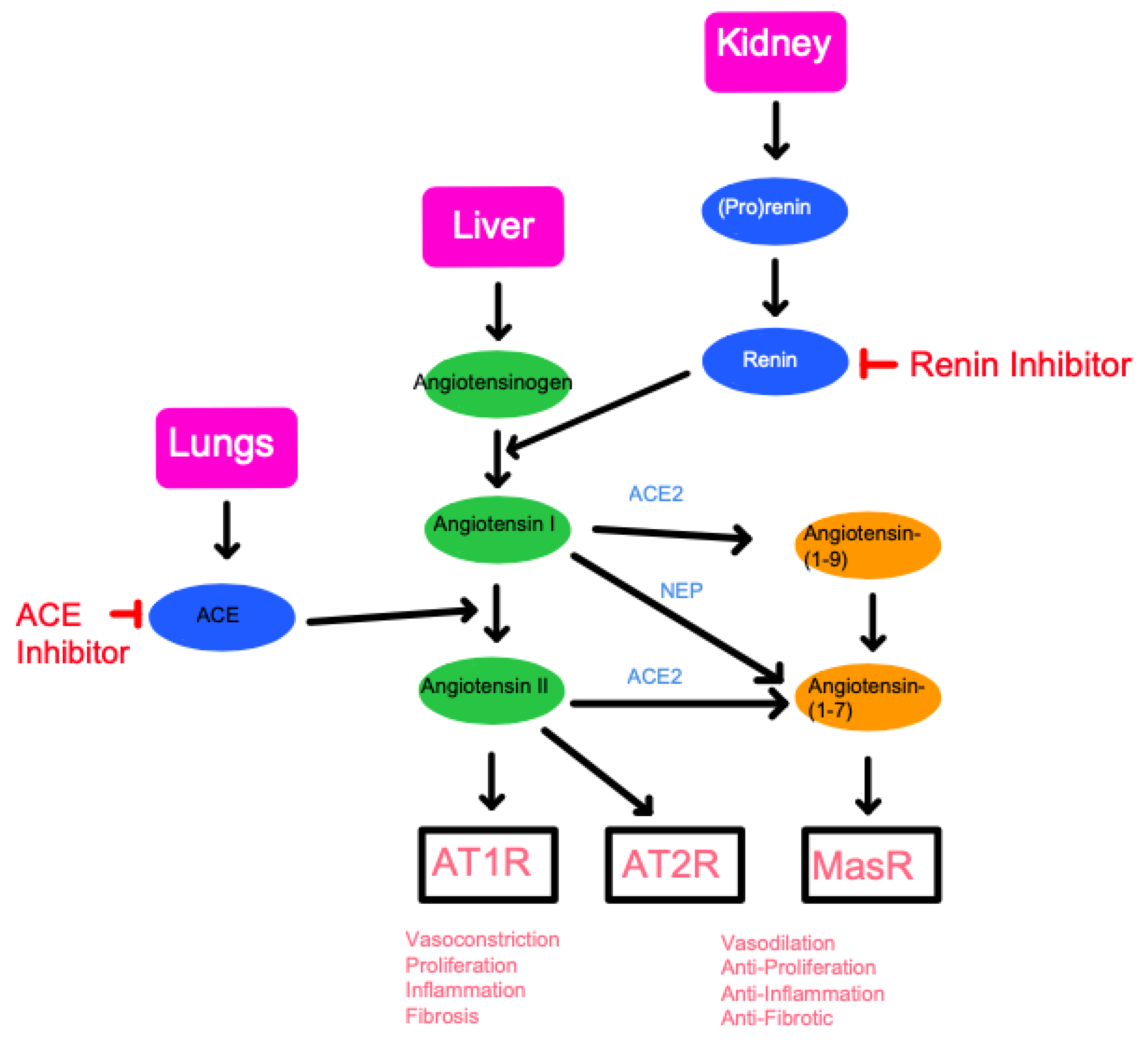 Ijms 22 13178 g002 Ijms 22 13178 g002