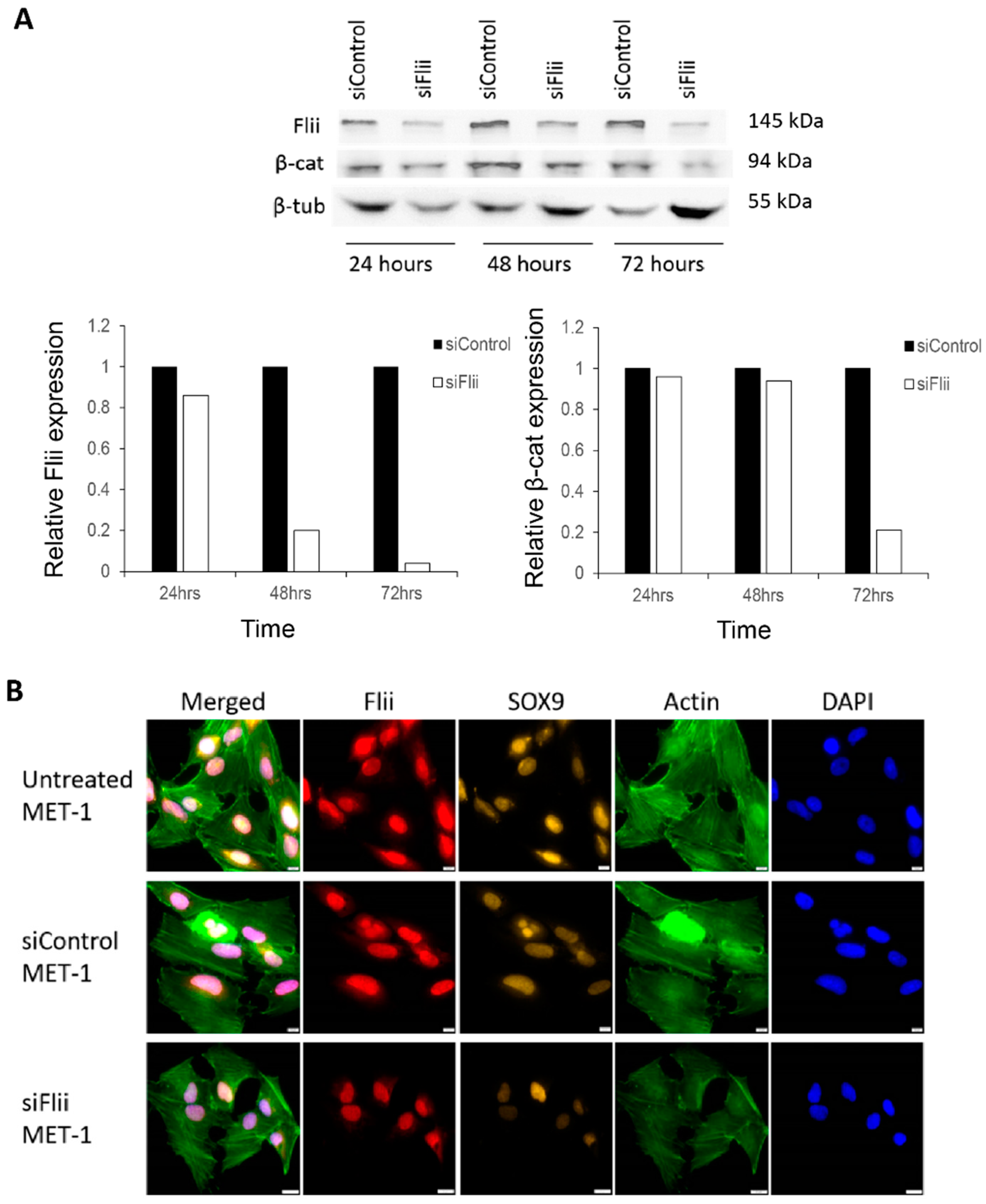Ijms 22 13203 g002 Ijms 22 13203 g002