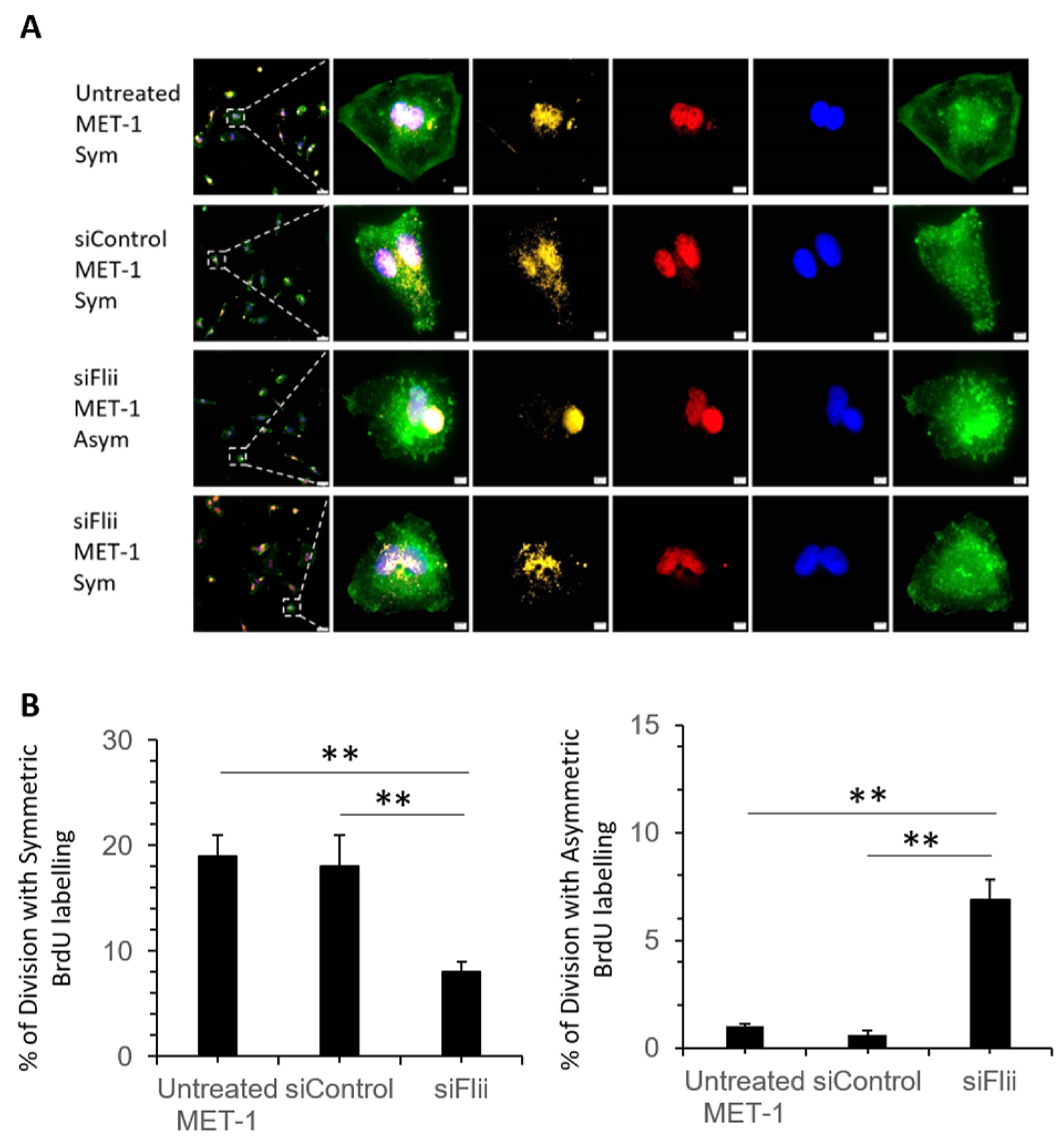 Ijms 22 13203 g004 Ijms 22 13203 g004