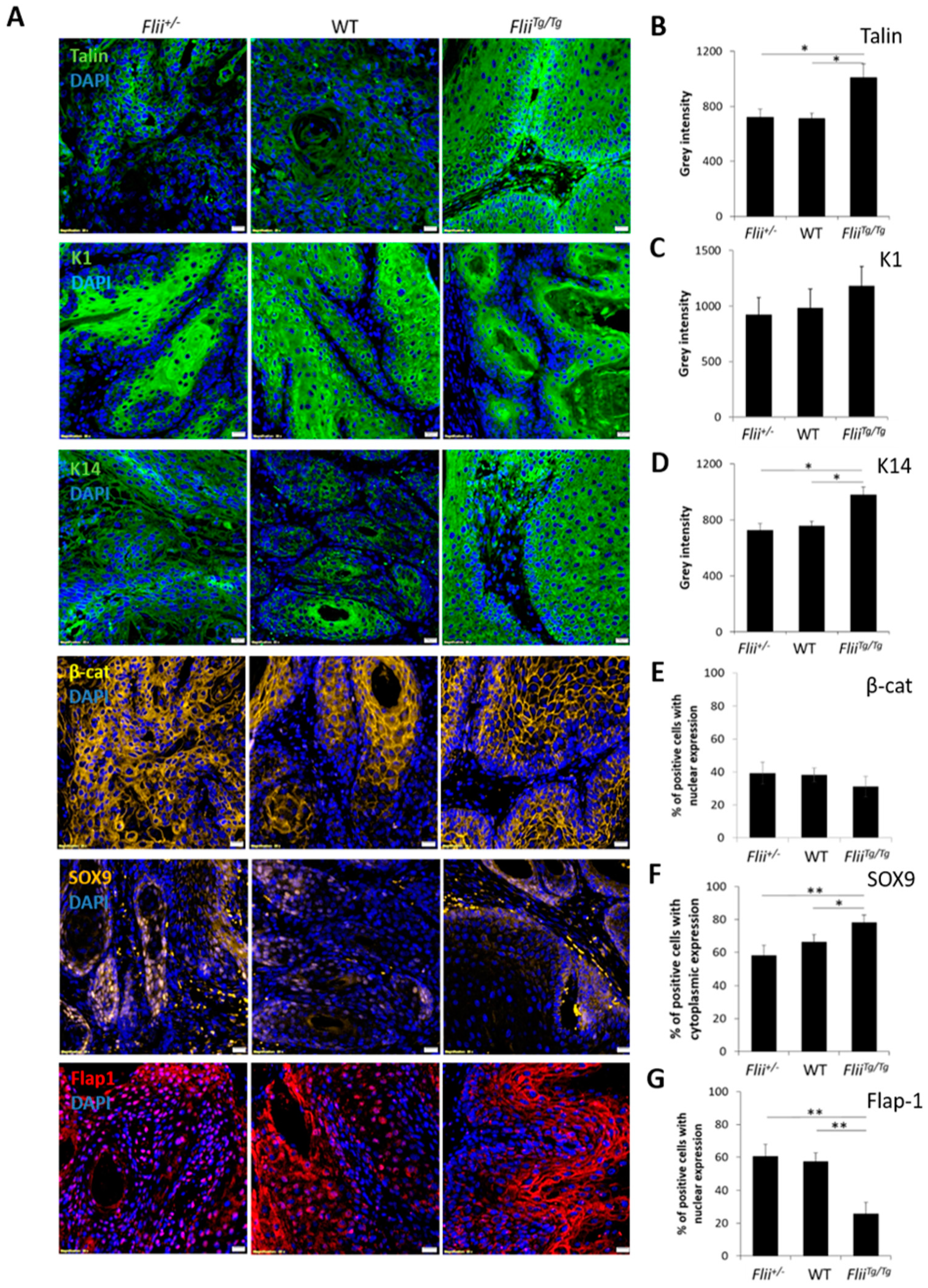 Ijms 22 13203 g005 Ijms 22 13203 g005