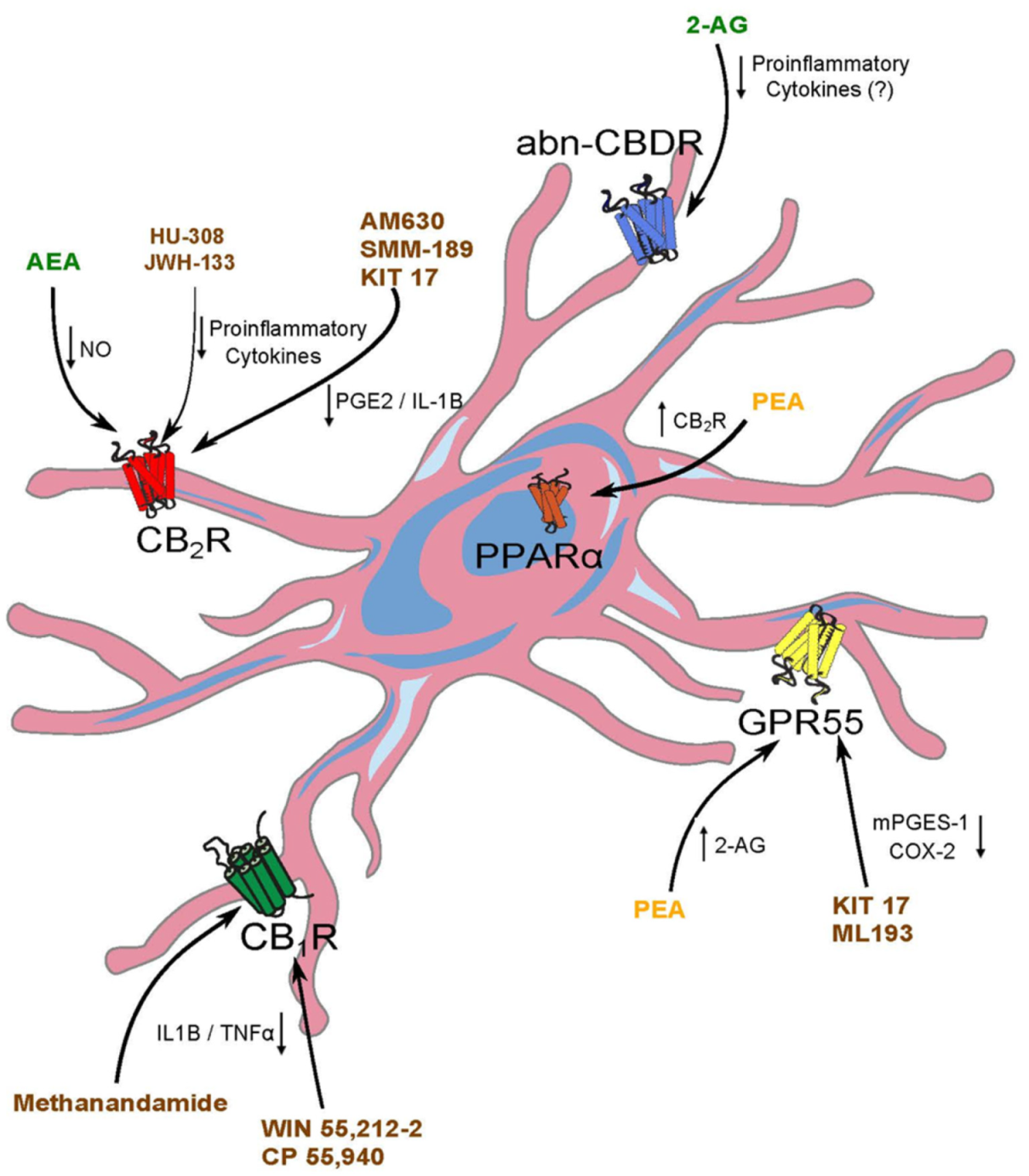 IJMS Free Full-Text The Endocannabinoid System in Glial Cells and Their Profitable Interactions to Treat Epilepsy Evidence from Animal Models