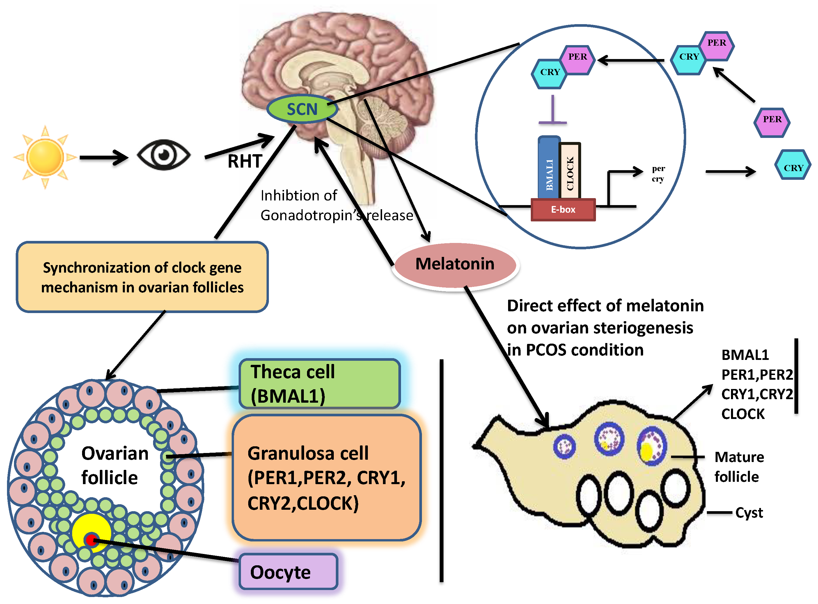 Ijms 22 13240 g001 550