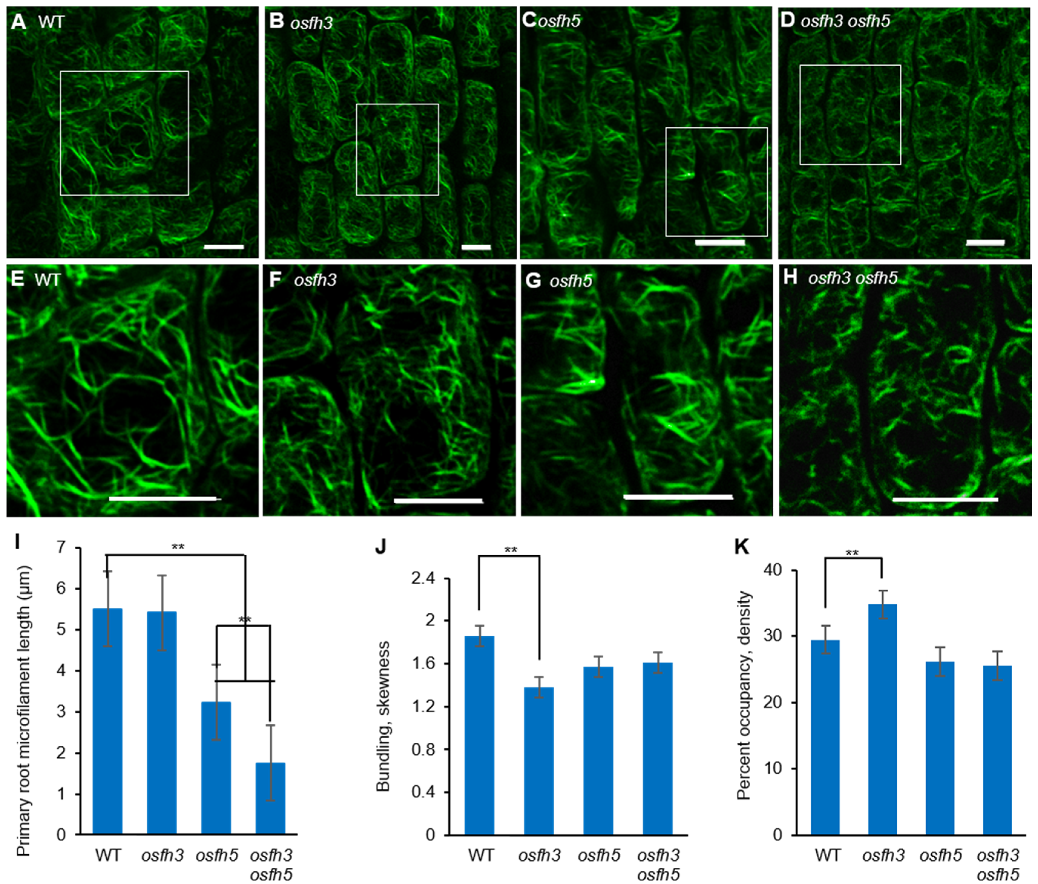 melocotón exterior Original IJMS | Free Full-Text | OsFH3 Encodes a Type II Formin Required for Rice Morphogenesis melocotón exterior Original IJMS | Free Full-Text | OsFH3 Encodes a Type II Formin Required for Rice Morphogenesis