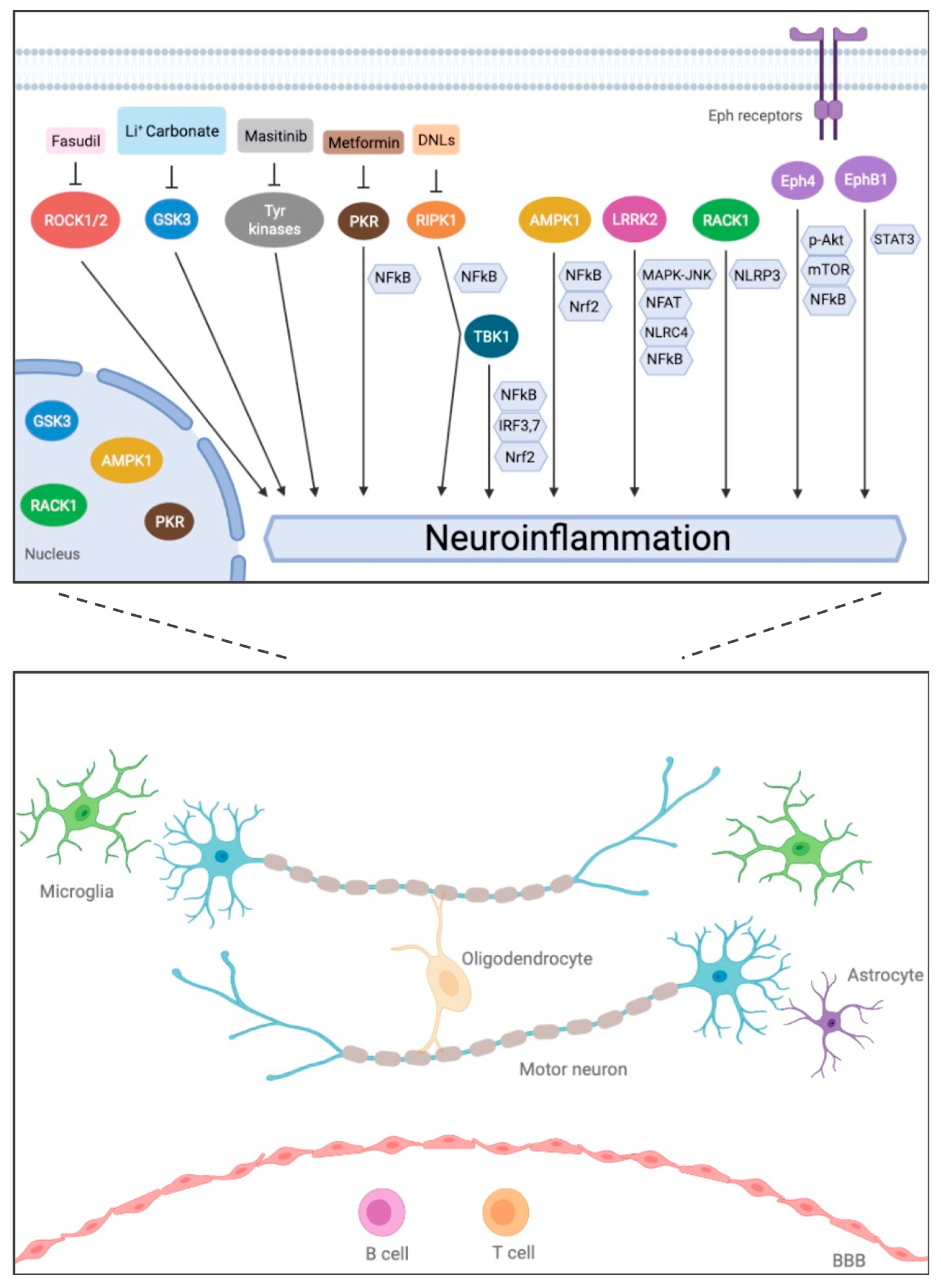 Ijms 22 13280 g001 Ijms 22 13280 g001