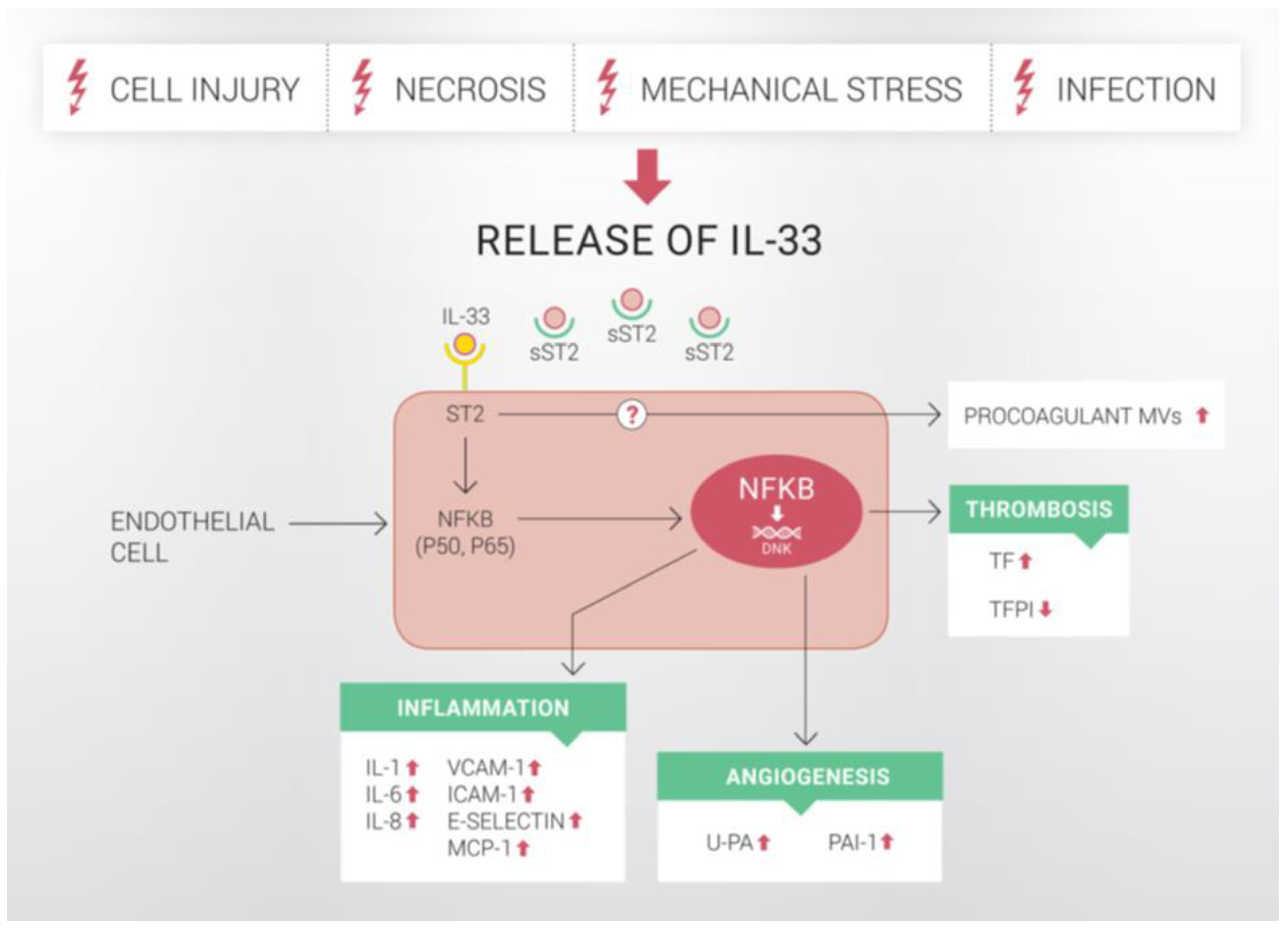 Ijms 22 13288 g001 Ijms 22 13288 g001