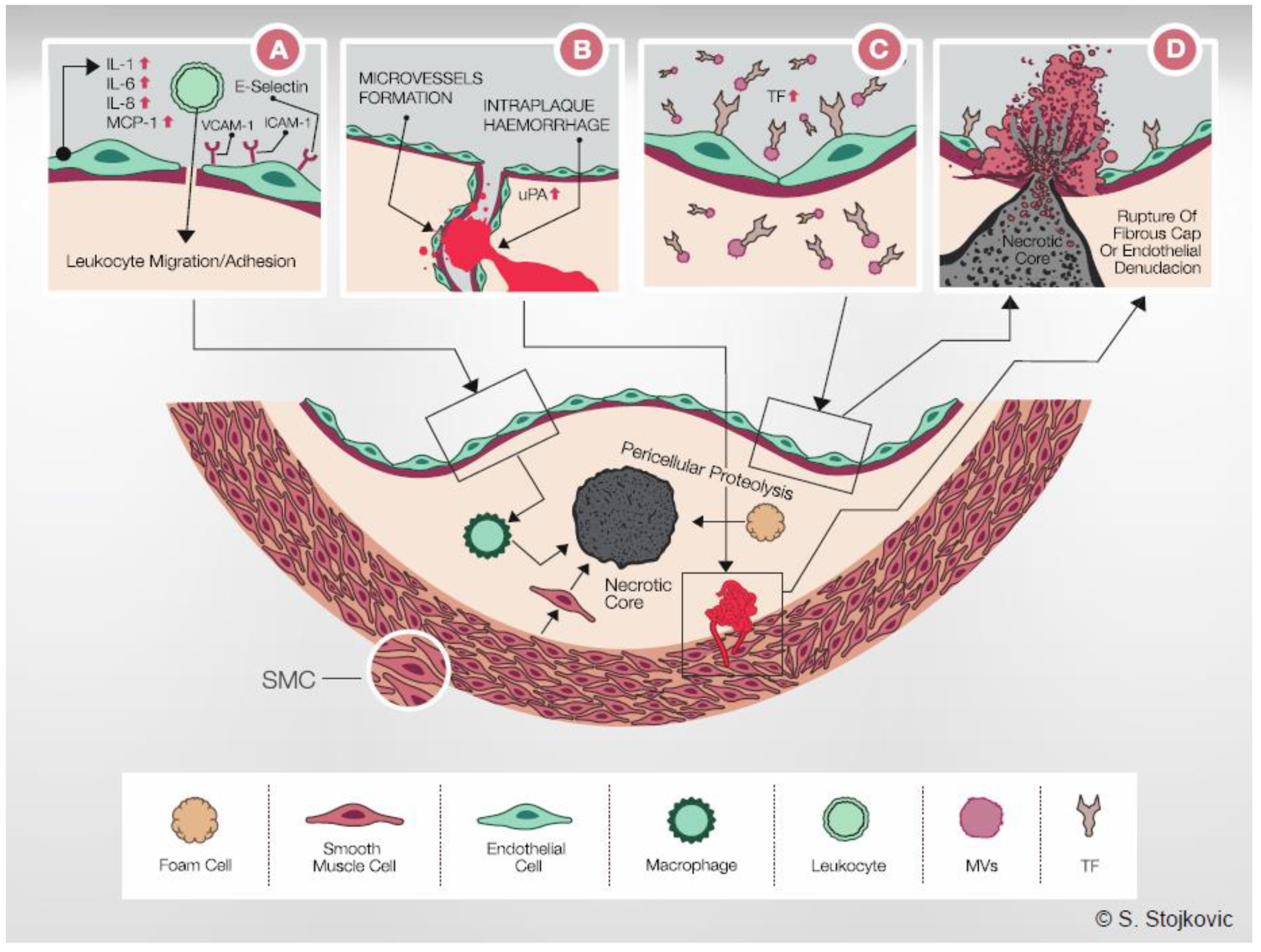Ijms 22 13288 g002 Ijms 22 13288 g002