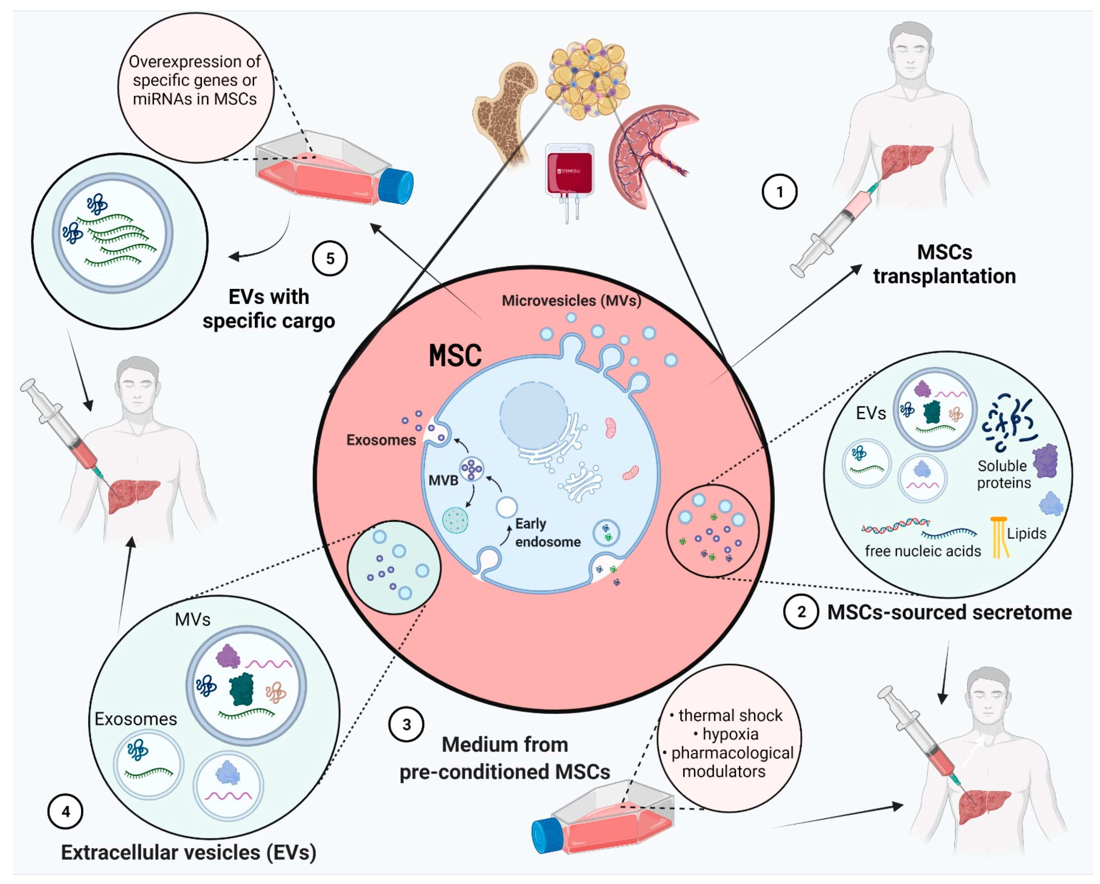 ijms free full text regenerative potential of mesenchymal stem cells rsquo mscs secretome for liver fibrosis therapies html
