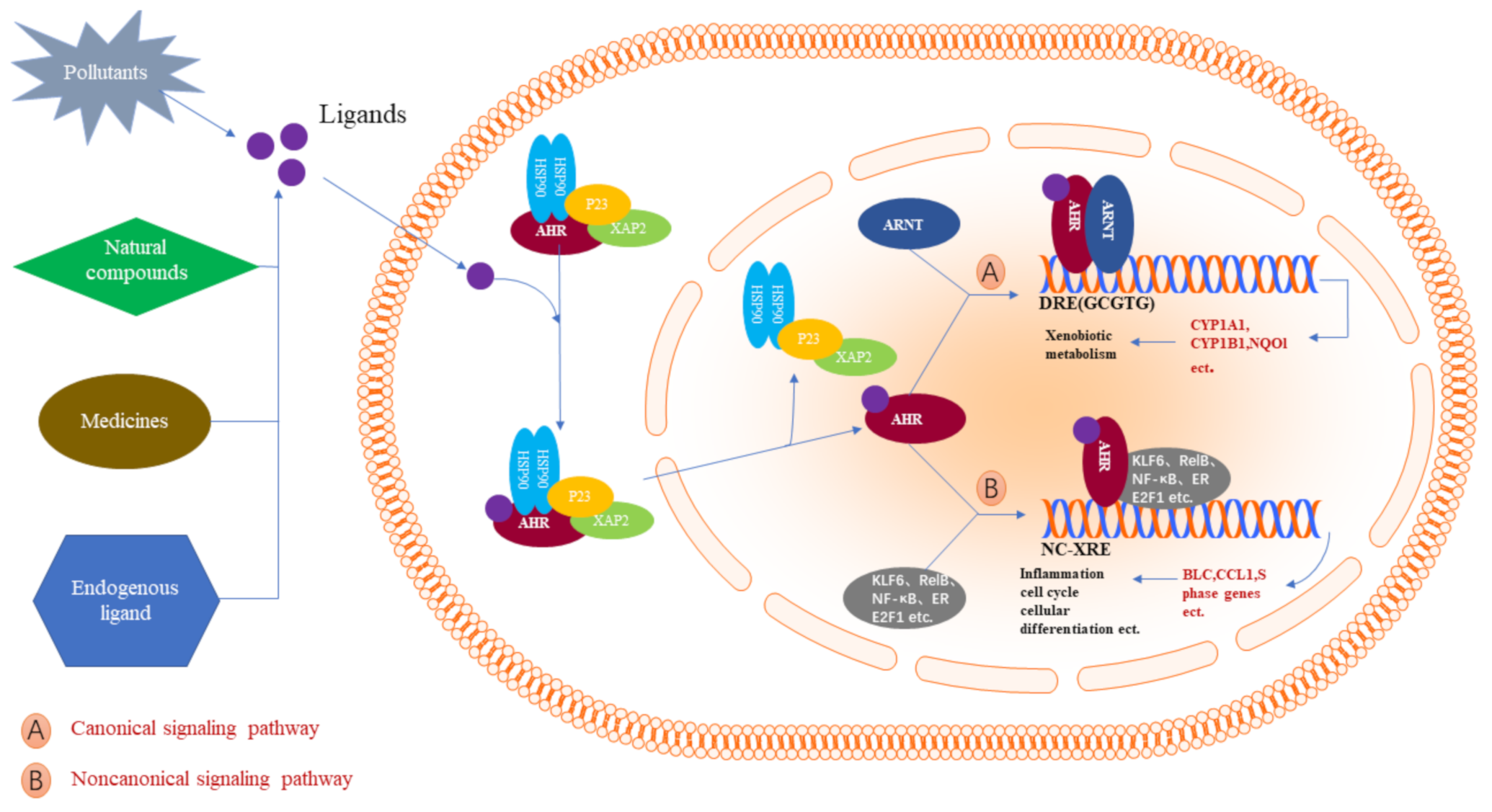 Ijms 22 13293 g002 Ijms 22 13293 g002