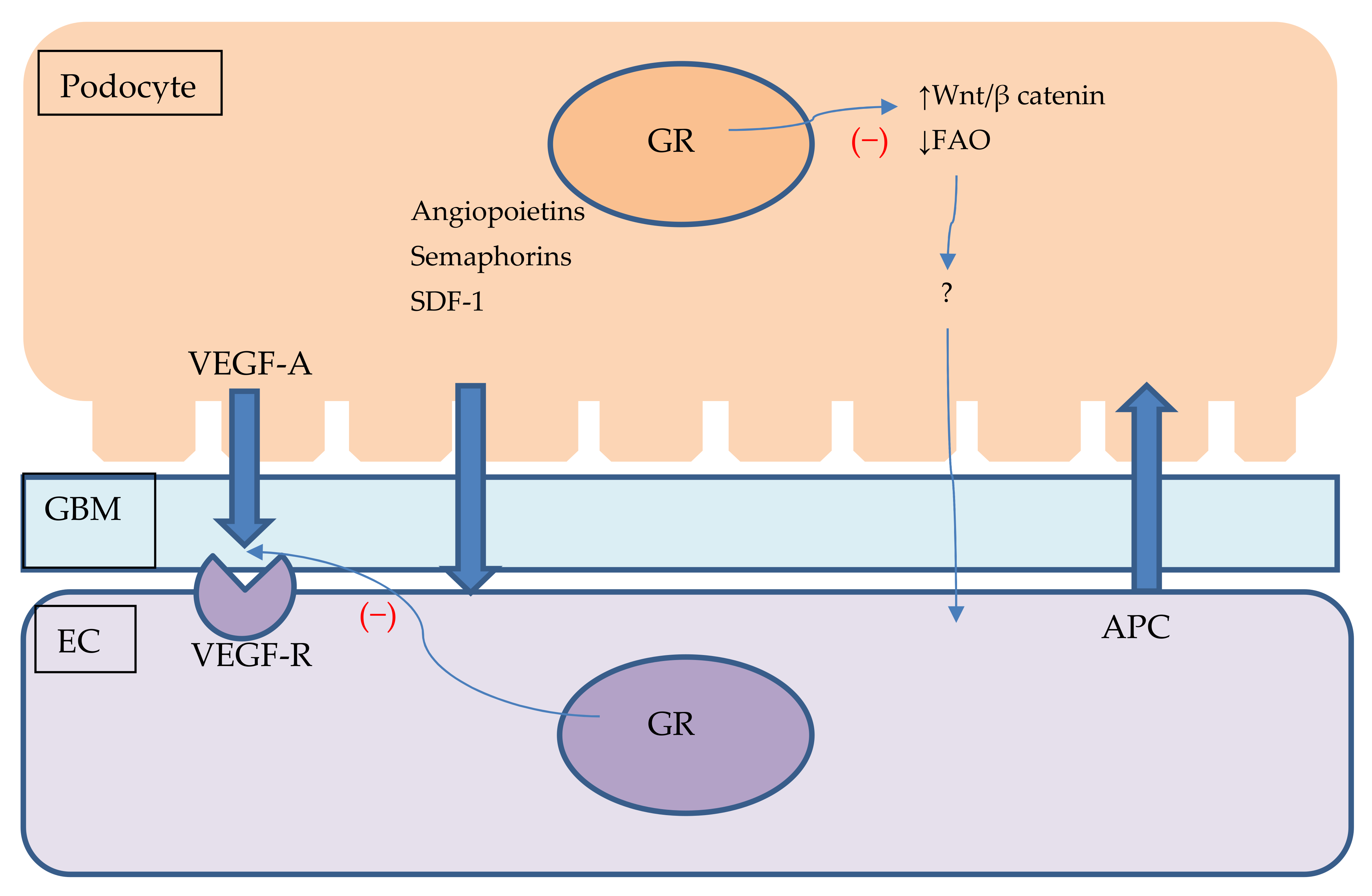 Ijms 22 13295 g002 Ijms 22 13295 g002