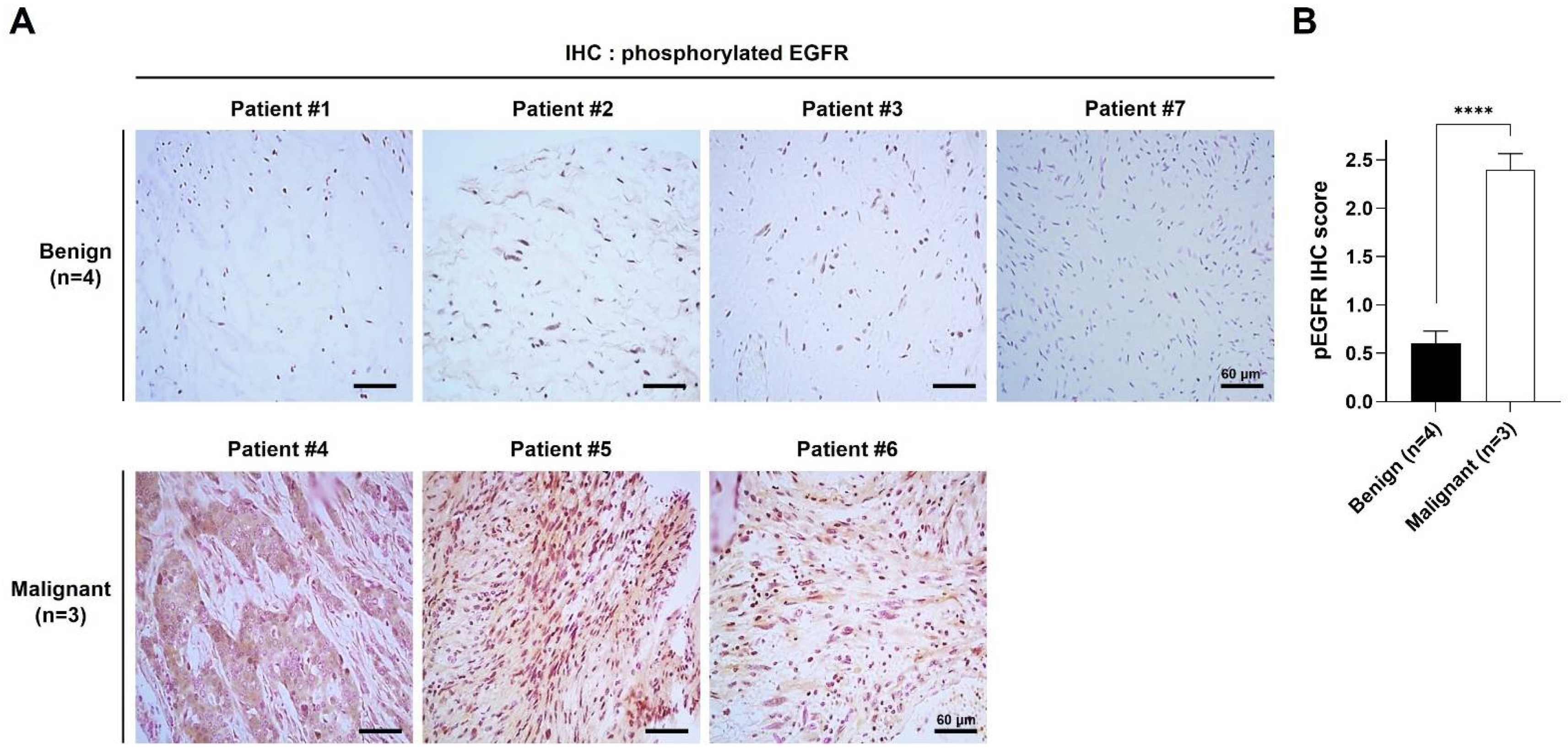 Ijms 22 13308 g001 Ijms 22 13308 g001