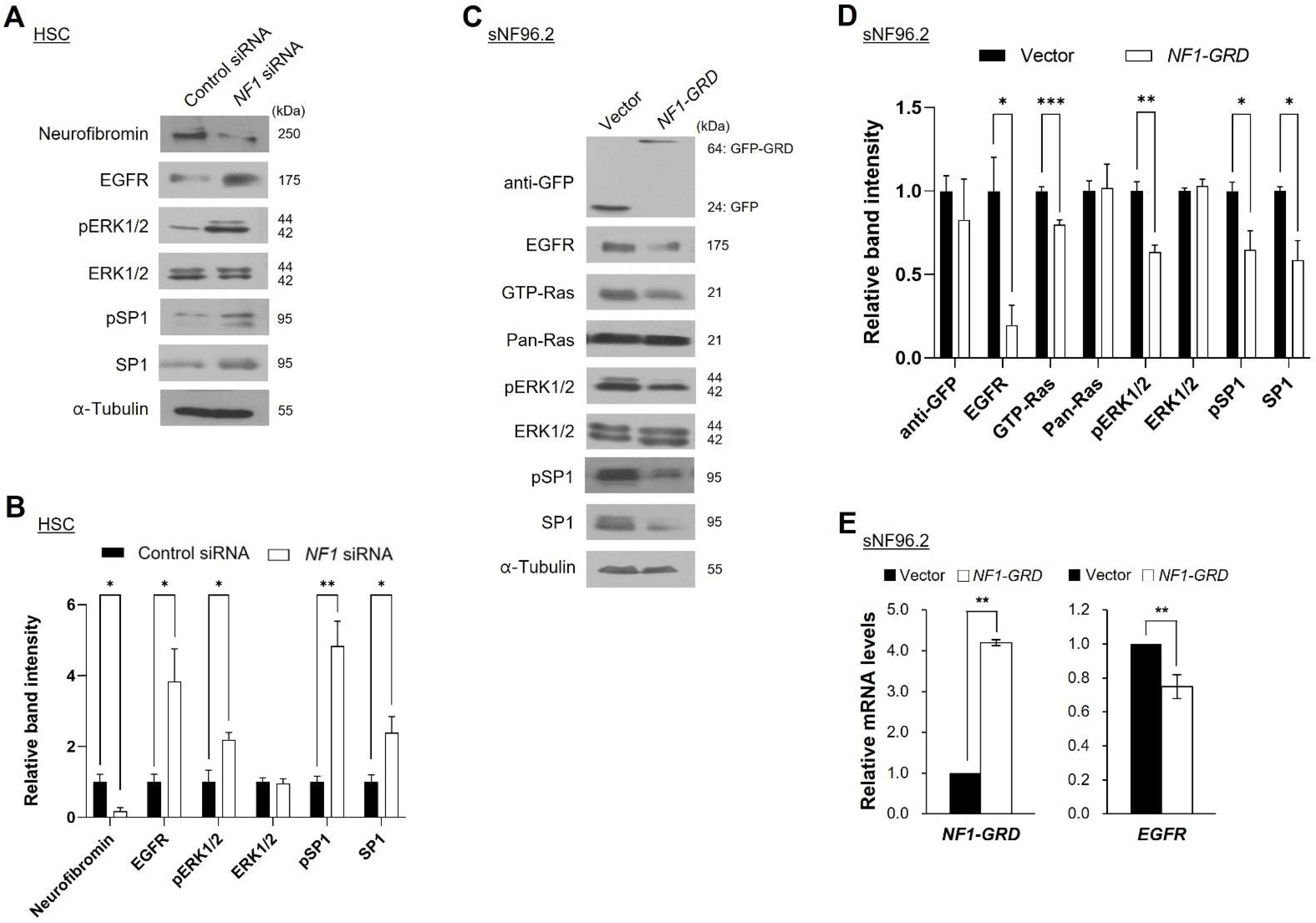 Ijms 22 13308 g004 Ijms 22 13308 g004