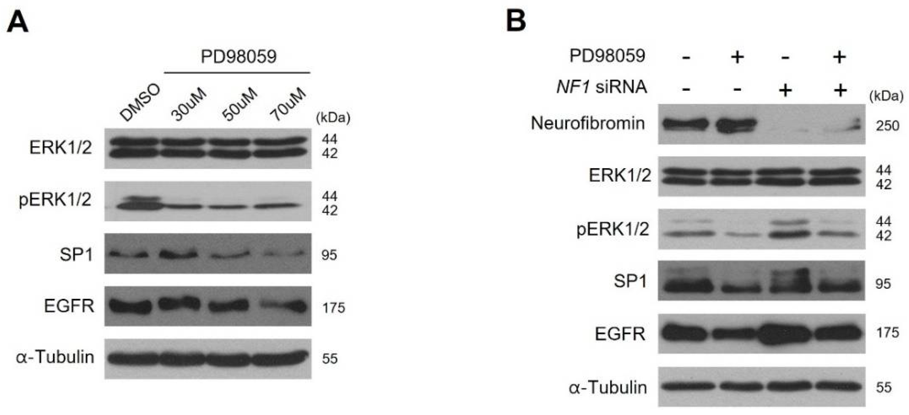 Ijms 22 13308 g005 Ijms 22 13308 g005