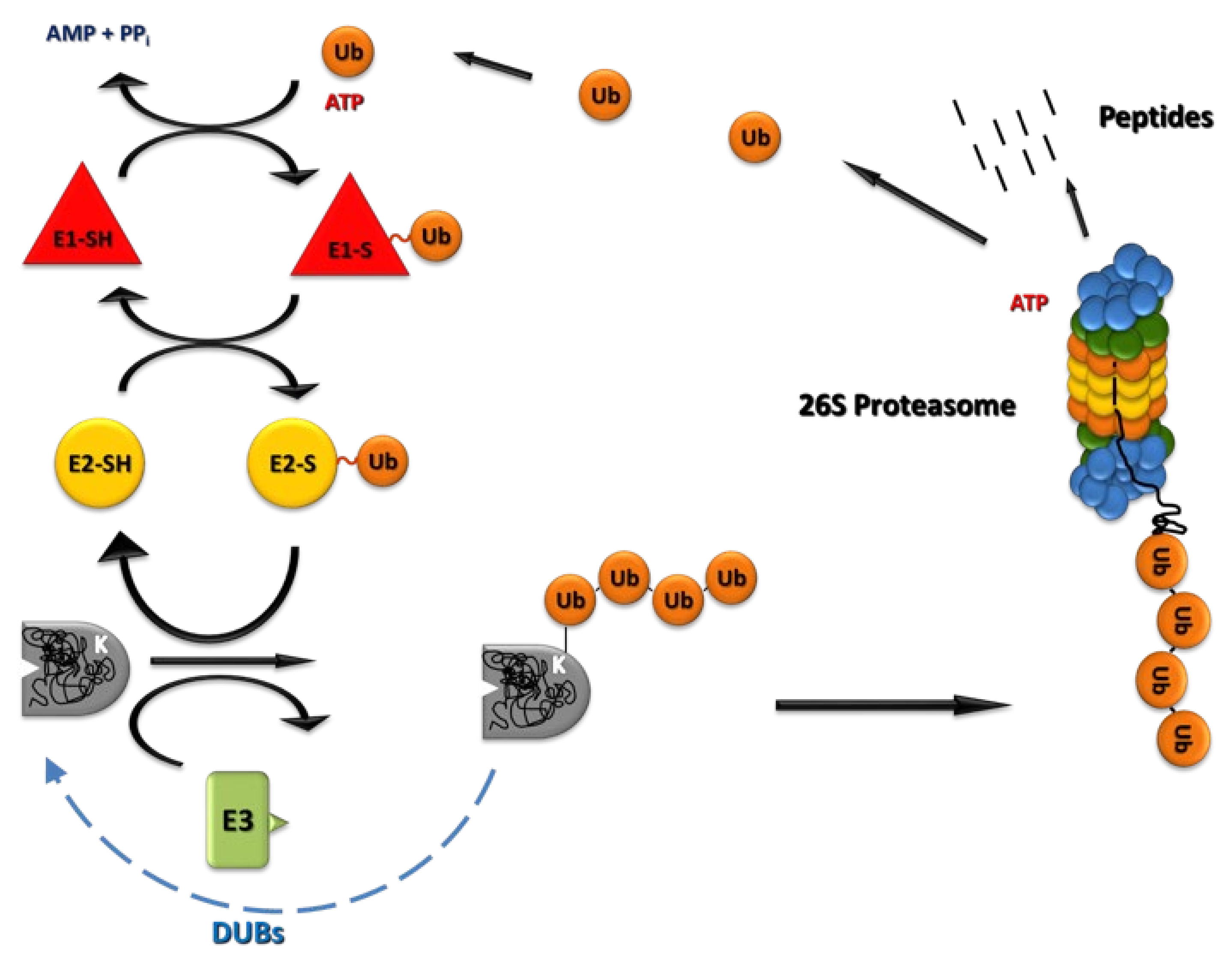 Ijms 22 13309 g001 Ijms 22 13309 g001