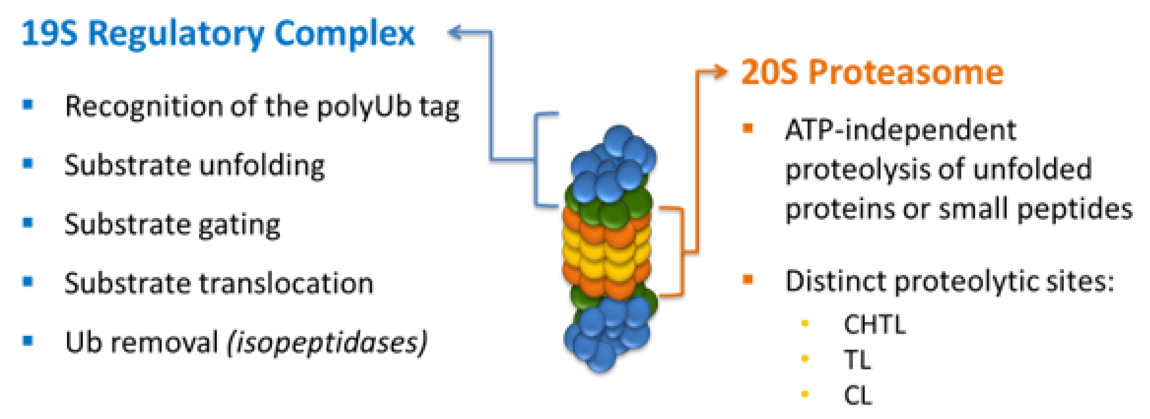 Ijms 22 13309 g003 Ijms 22 13309 g003