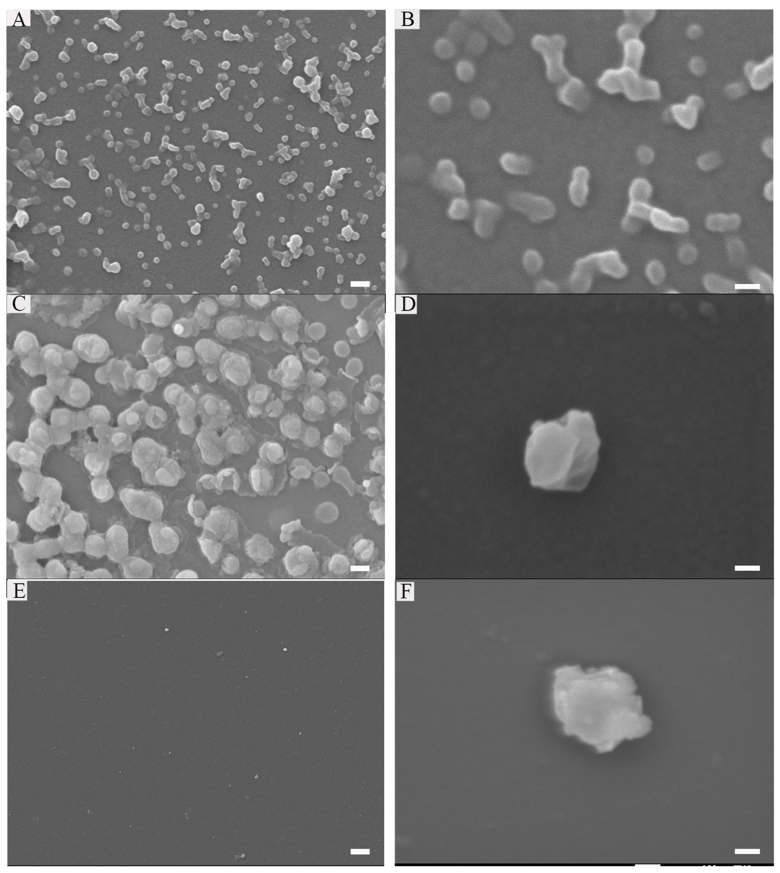 Ijms 22 13314 g002 550