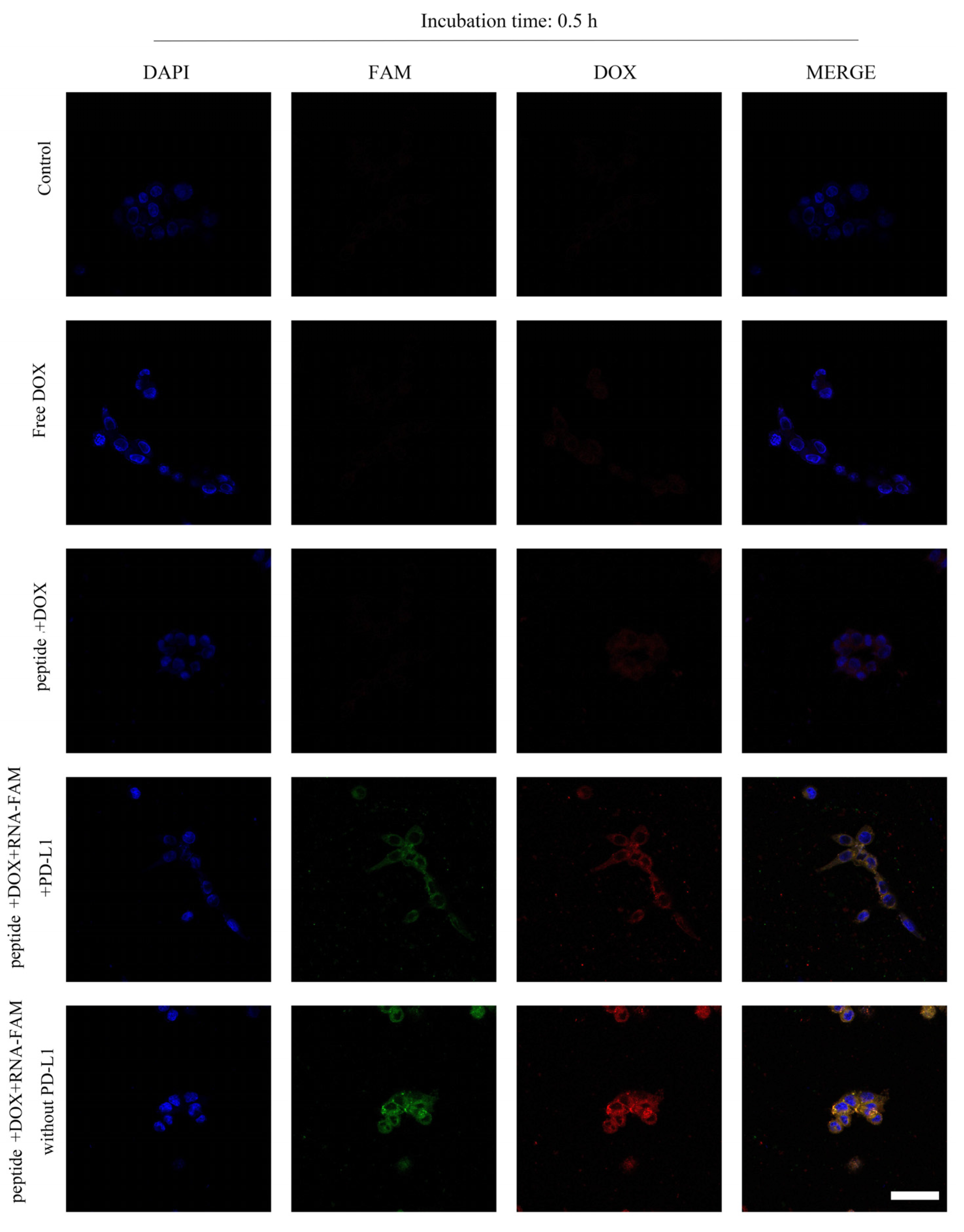 Ijms 22 13314 g004 550