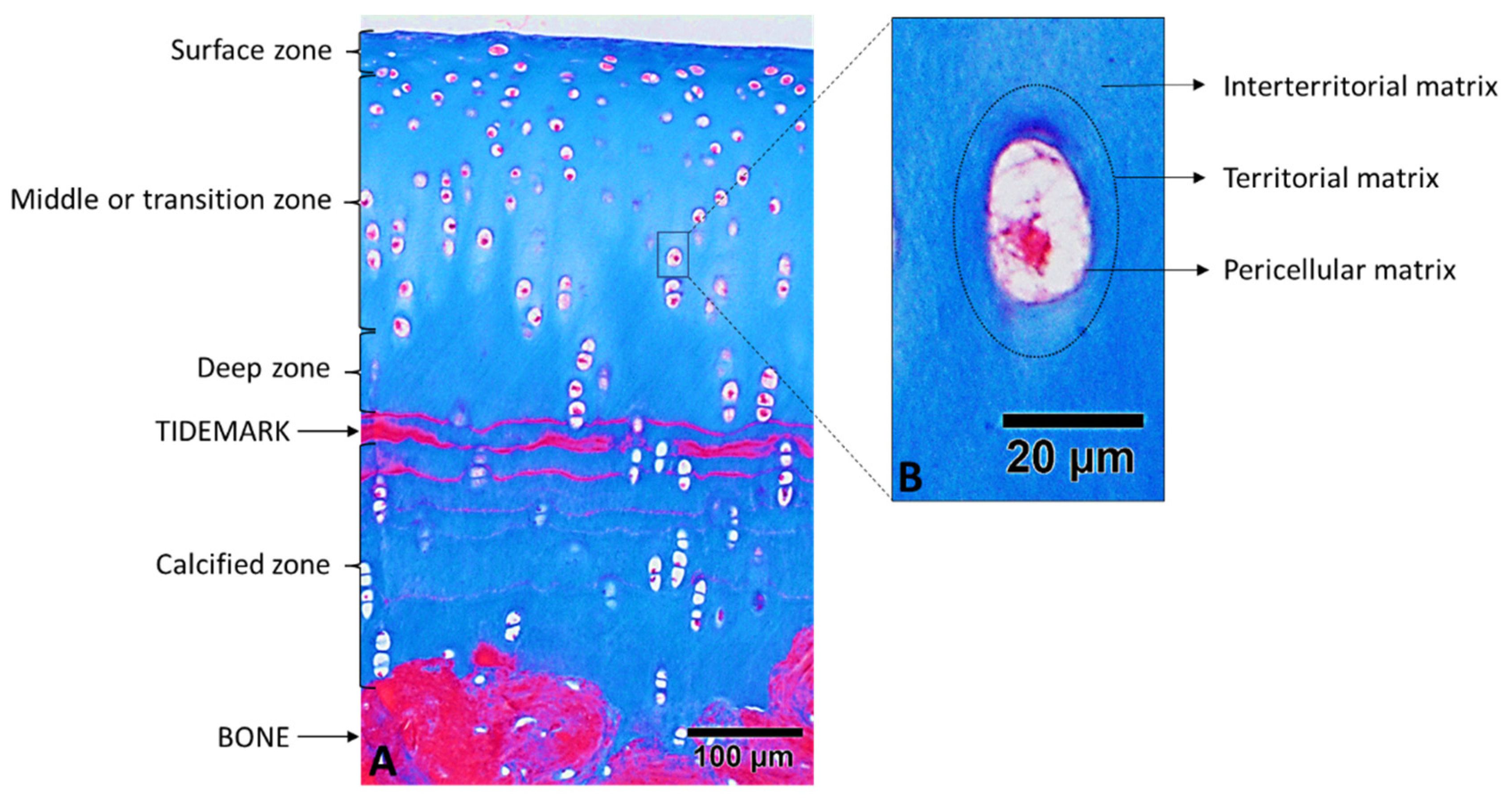 Ijms 22 13329 g001 Ijms 22 13329 g001