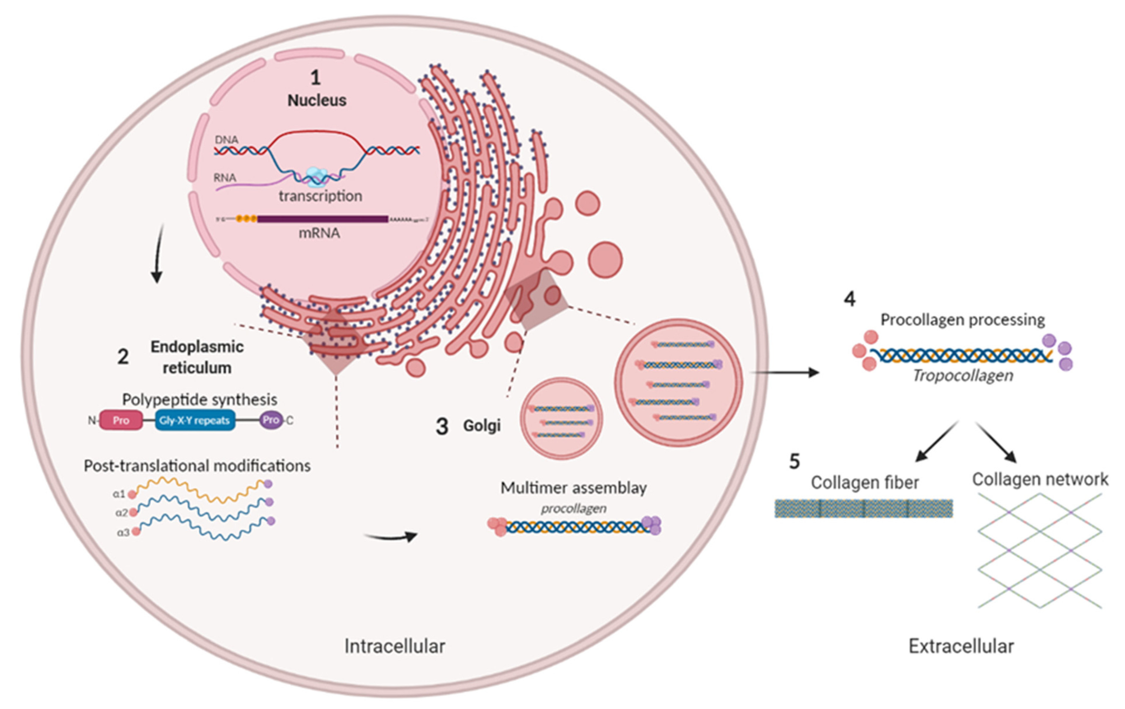 Ijms 22 13329 g002 Ijms 22 13329 g002