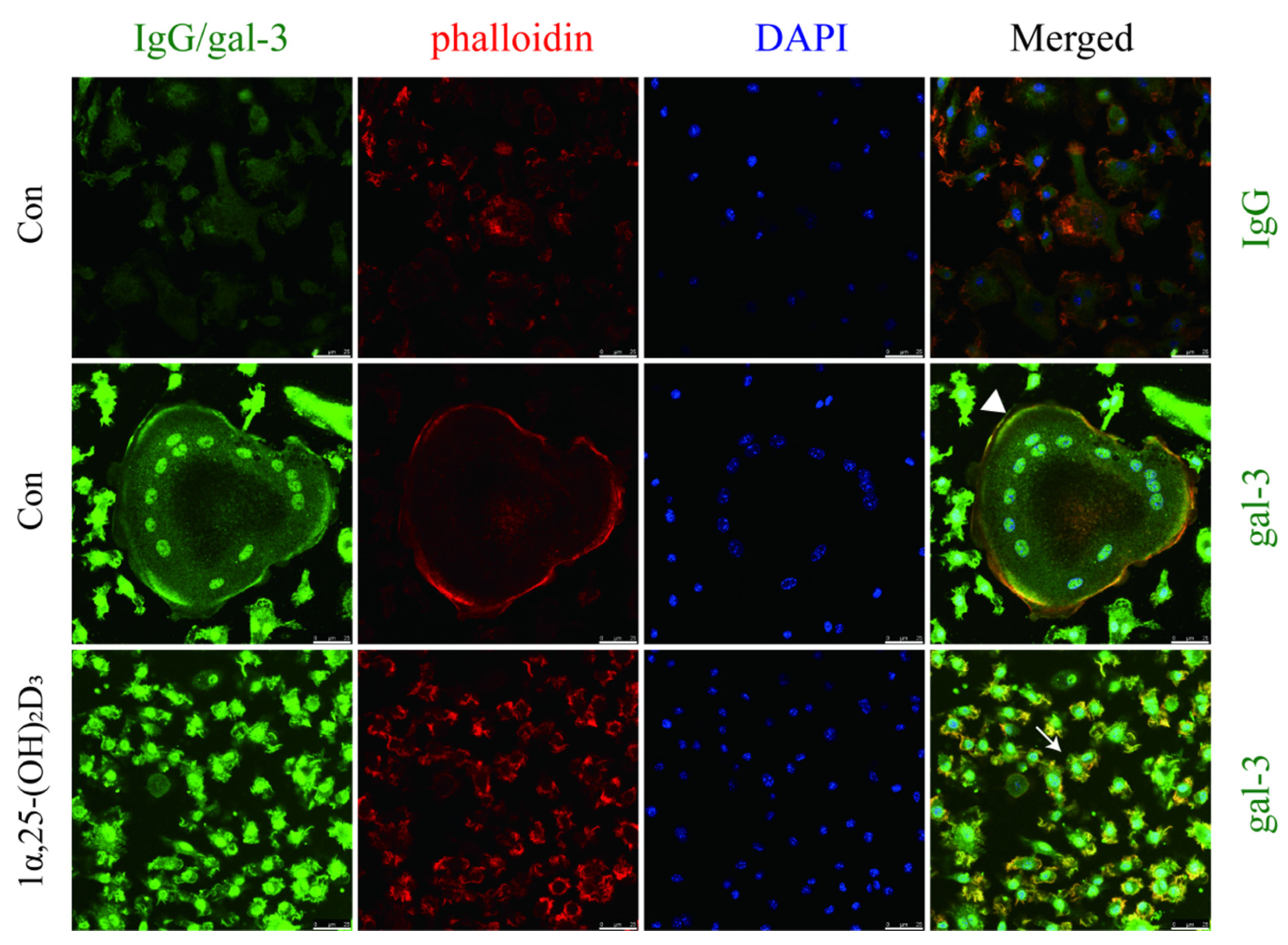Ijms 22 13334 g004 550