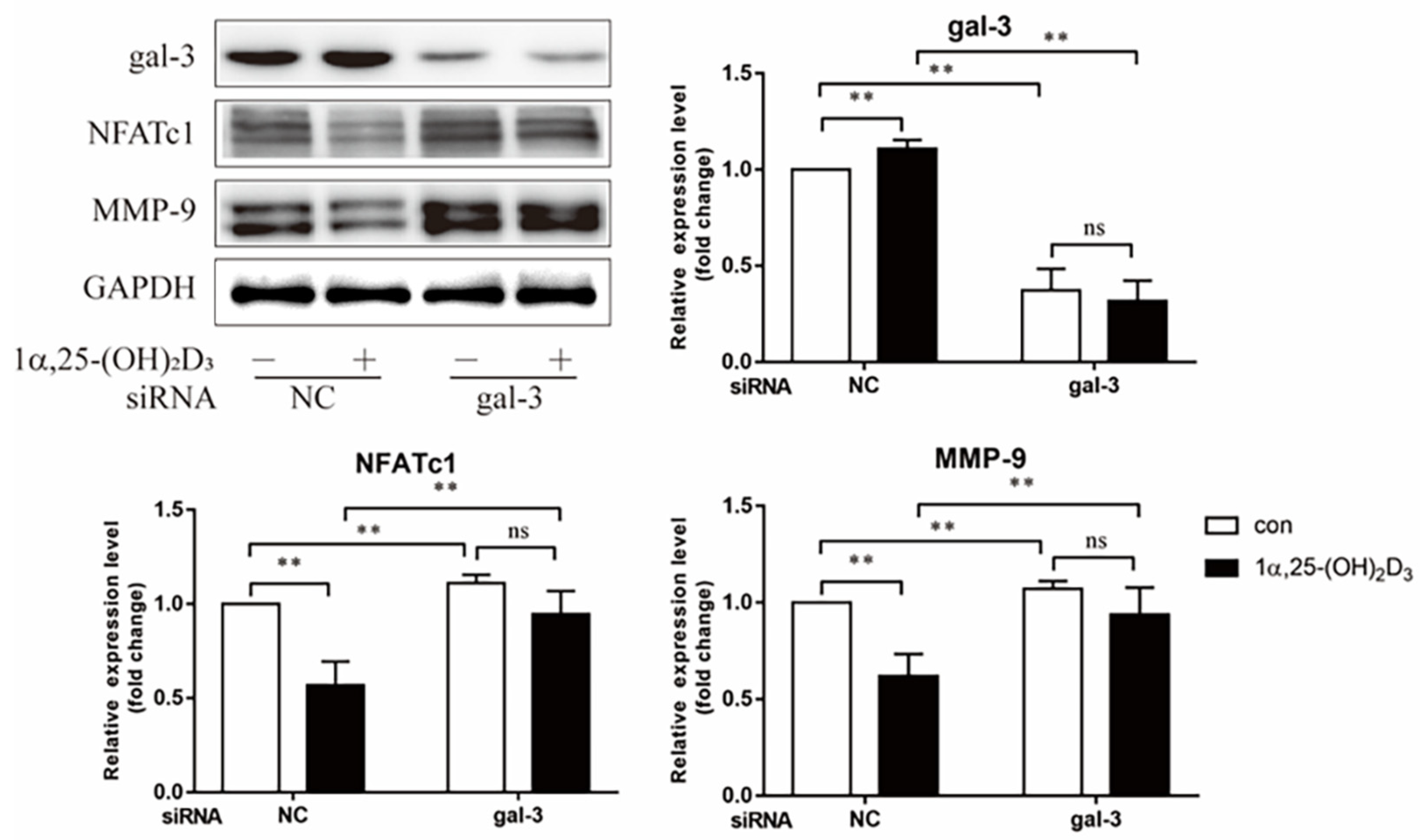 Ijms 22 13334 g007 550