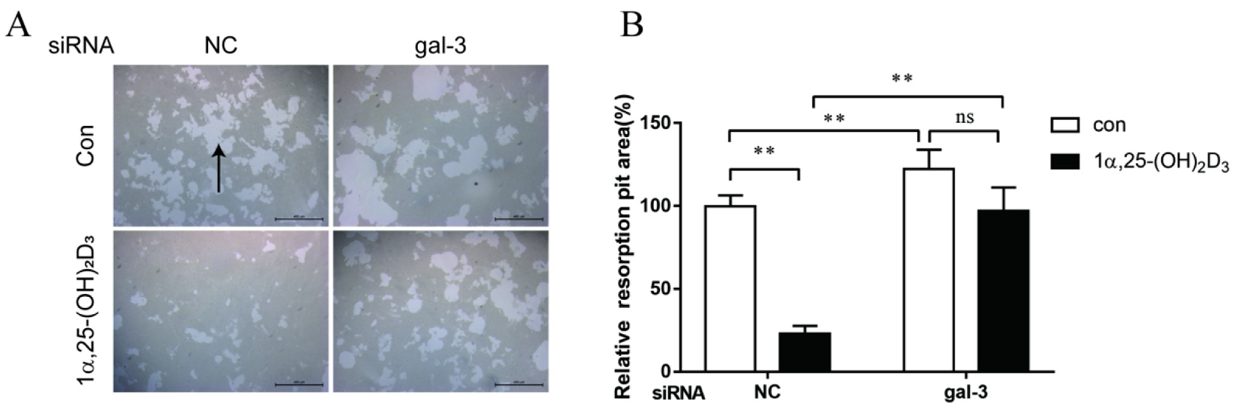 Ijms 22 13334 g009 550