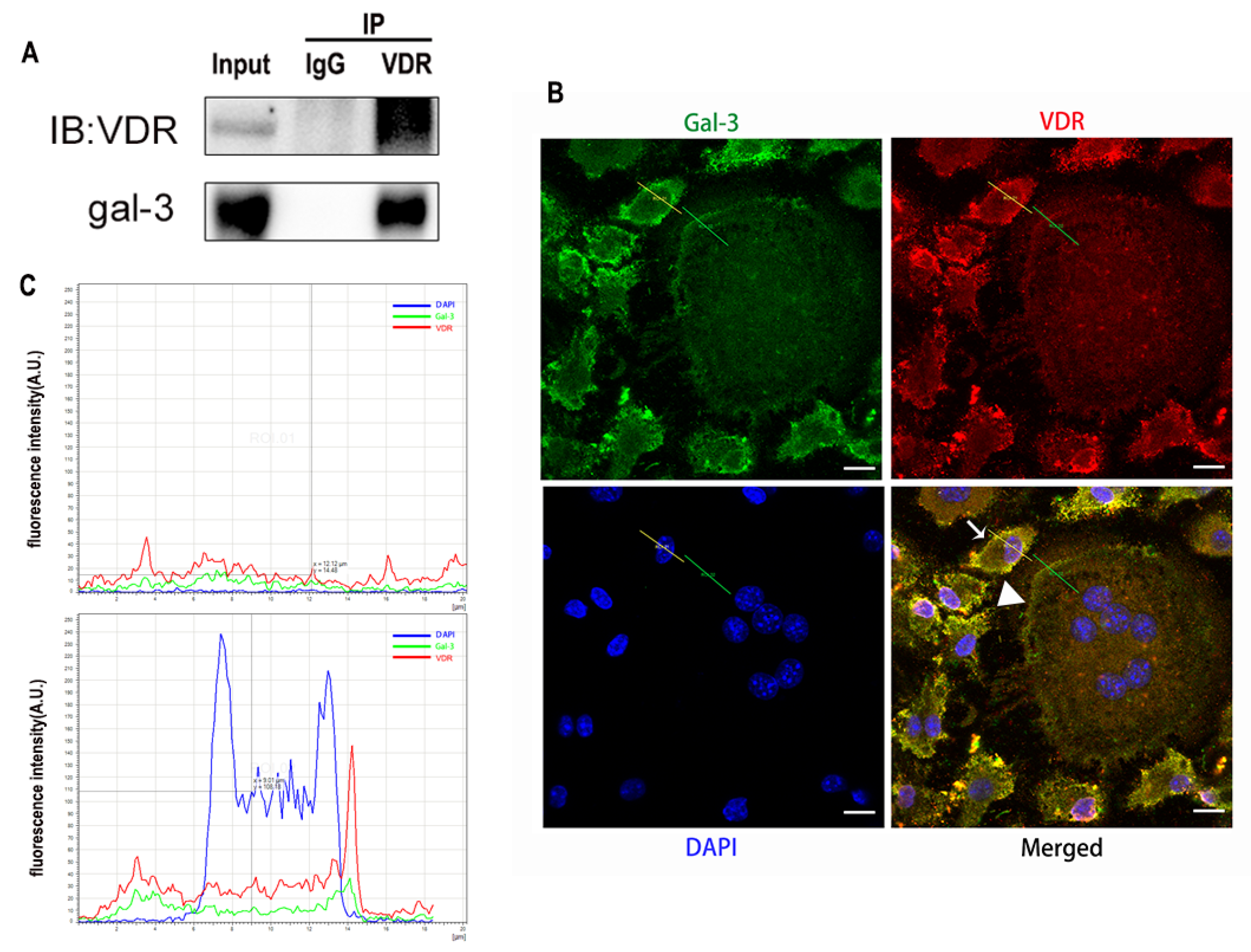 Ijms 22 13334 g010 550
